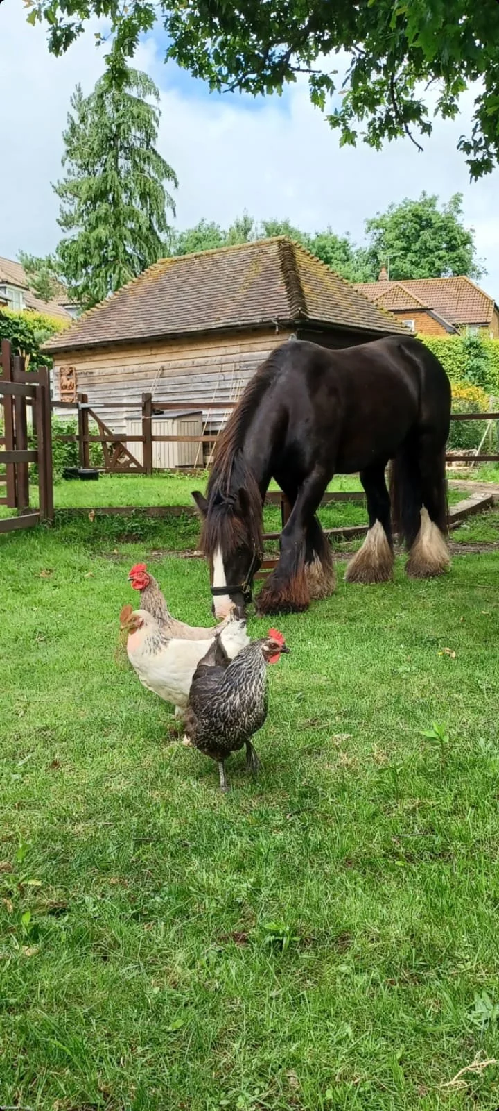 A black horse with a white face and feathered legs grazing on grass alongside three chickens in a yard with trees, a wooden shed, and houses in the background.