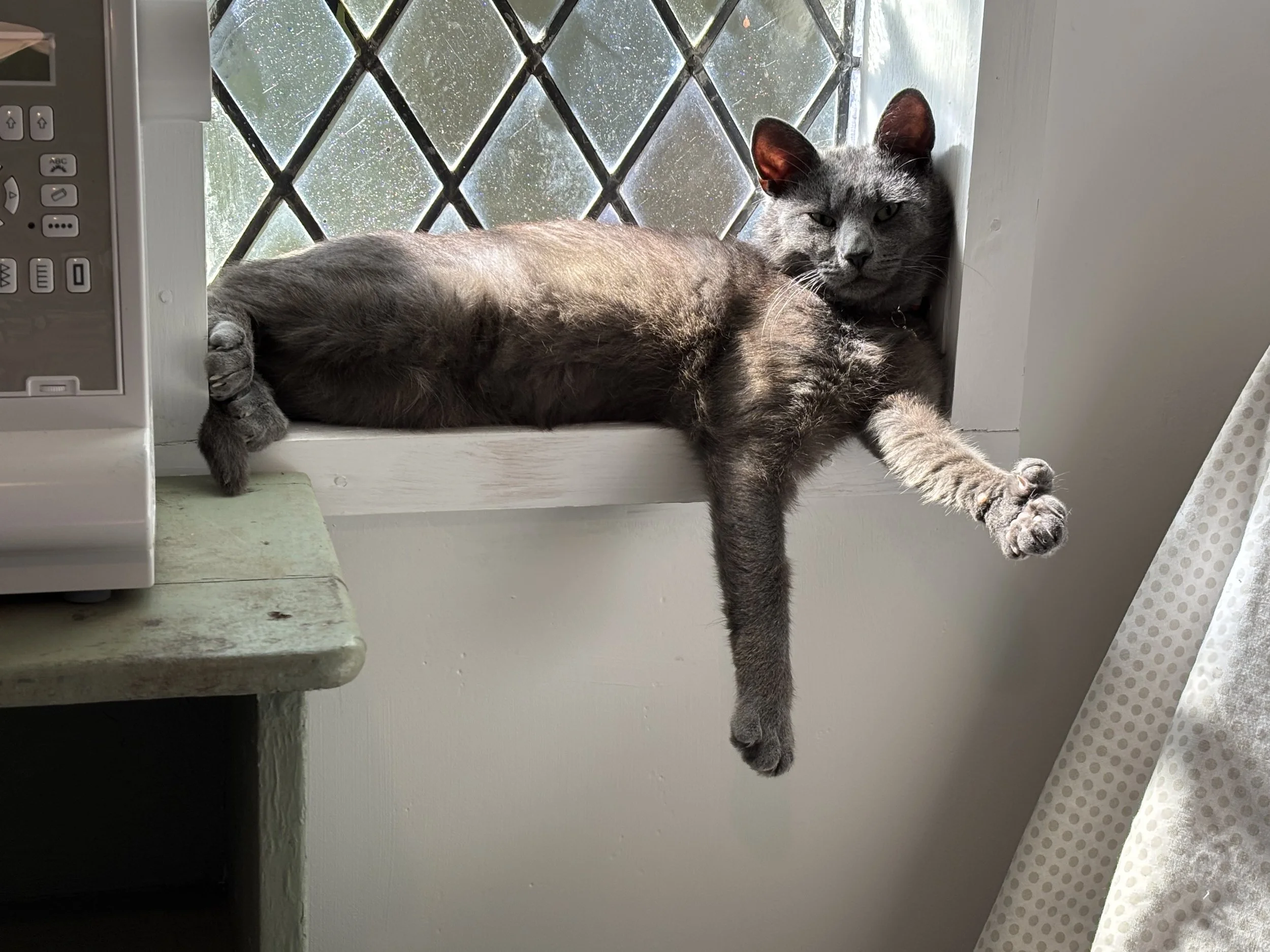 A gray cat with green eyes lying on a white window sill, stretching with one paw extended downward, near a black metal grid and a beige polka dot curtain.