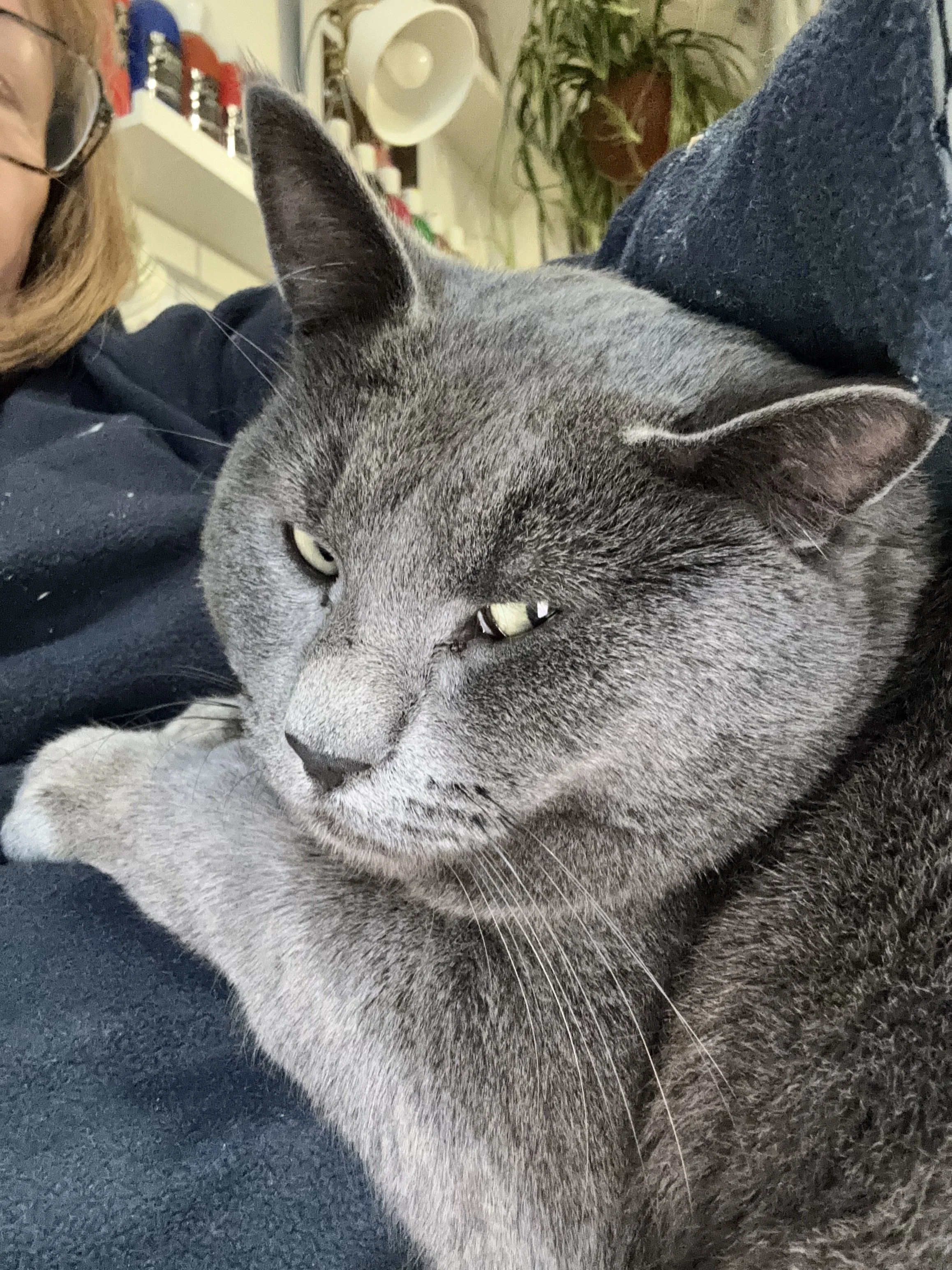 Sid Grayson, our studio cat.