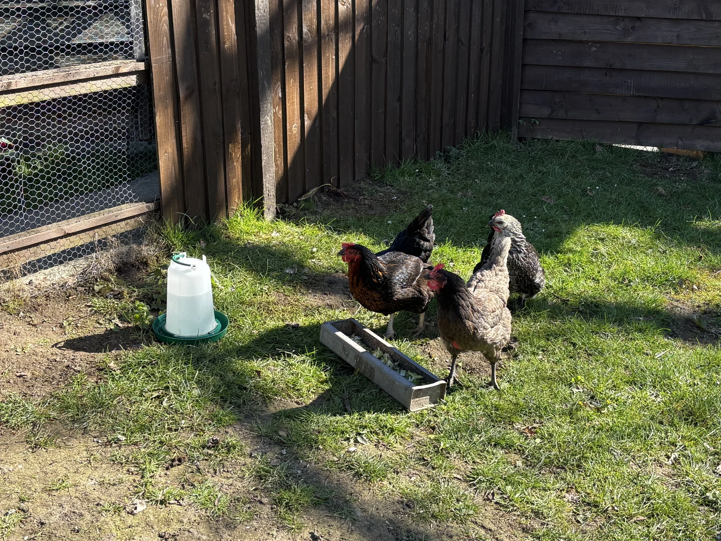 Not forgetting the chooks - Primrose, Daphne, Maisie and Giblet!