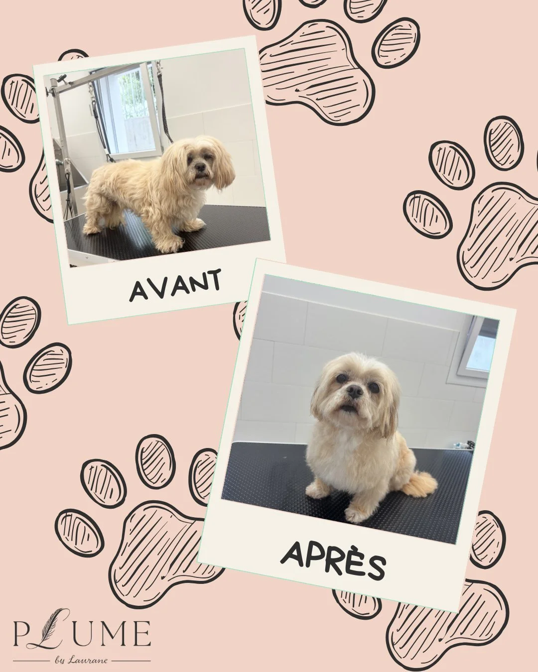 ✨ Un petit coup de frais pour la jolie Jazz !

Un bain, un bon d&eacute;m&ecirc;lage, une coupe adapt&eacute;e et beaucoup de douceur pour lui redonner tout son &eacute;clat. 🤍

Que pensez-vous du r&eacute;sultat ? ✂️

#plumebylaurane #toilettage #a