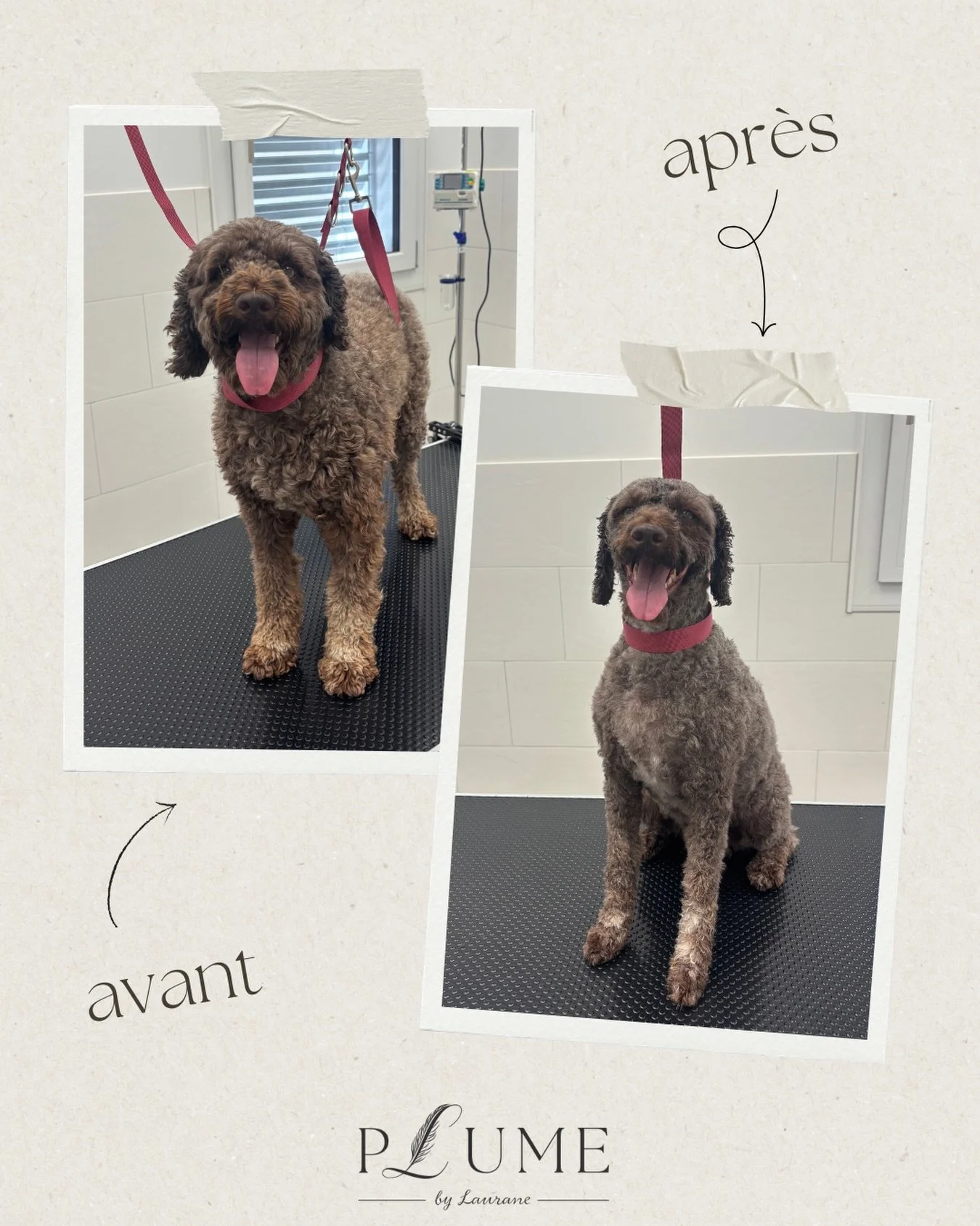 🌸 Sally, avant &amp; apr&egrave;s sa tonte d&rsquo;&eacute;t&eacute; 🌸

Aujourd&rsquo;hui, j&rsquo;ai eu le plaisir de retrouver la jolie Sally, une adorable Lagotto pleine de douceur et de bonne humeur 🥰🐾

Pour elle, c&rsquo;&eacute;tait tonte d