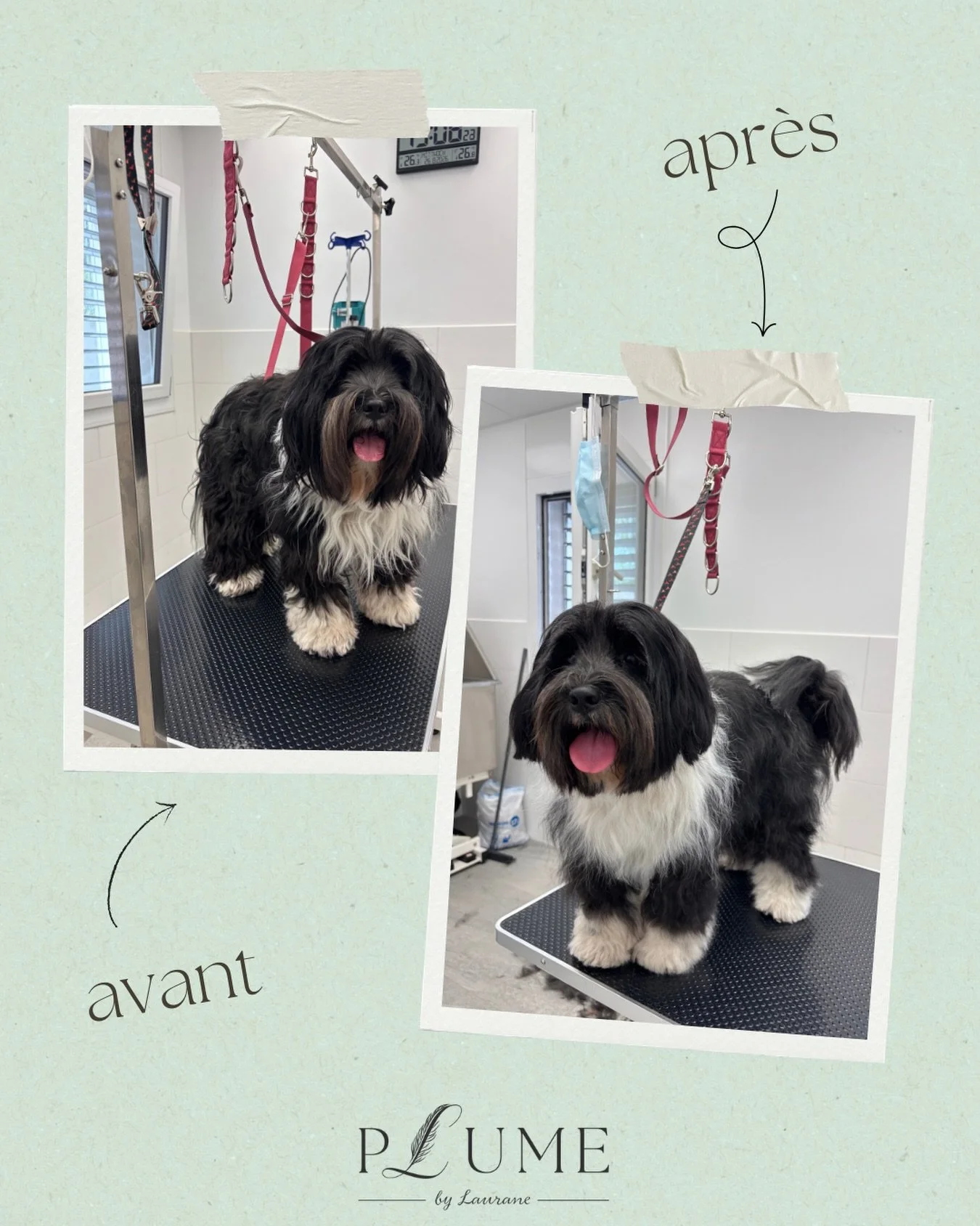 ✨ Avant &amp; Apr&egrave;s ✨

Une jolie mise en beaut&eacute; pour ce magnifique Terrier du Tibet 🐾🤍

Un bon toilettage, c&rsquo;est avant tout prendre soin du poil, de la peau et du confort de nos petits compagnons, tout en respectant leur morphol