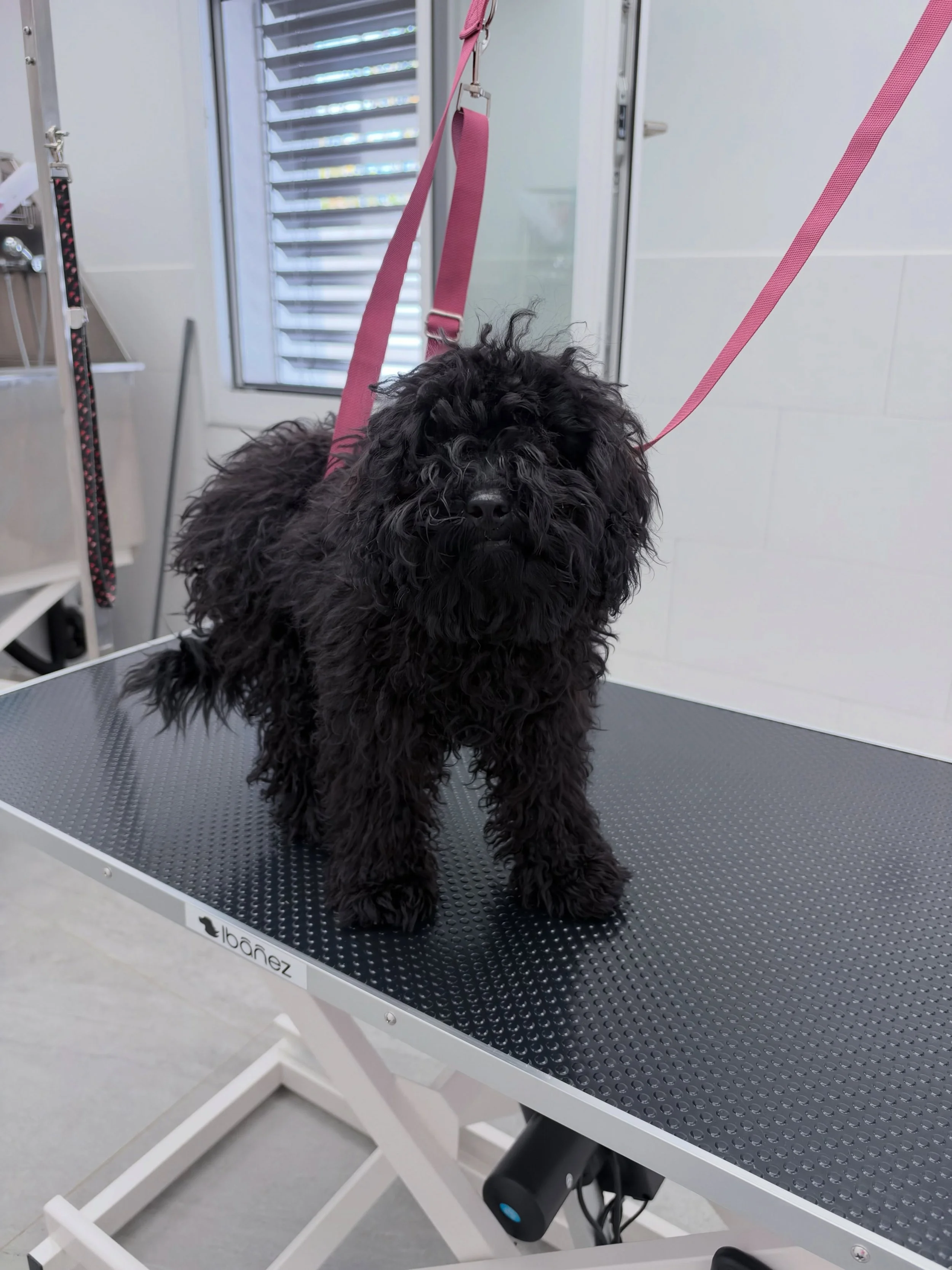 De petit ourson tout &eacute;bouriff&eacute; 🐻&zwj;❄️ &agrave; joli petit chien tout propre ✨
Youki est venu profiter d&rsquo;un bon moment de toilettage chez Plume 🐾🖤