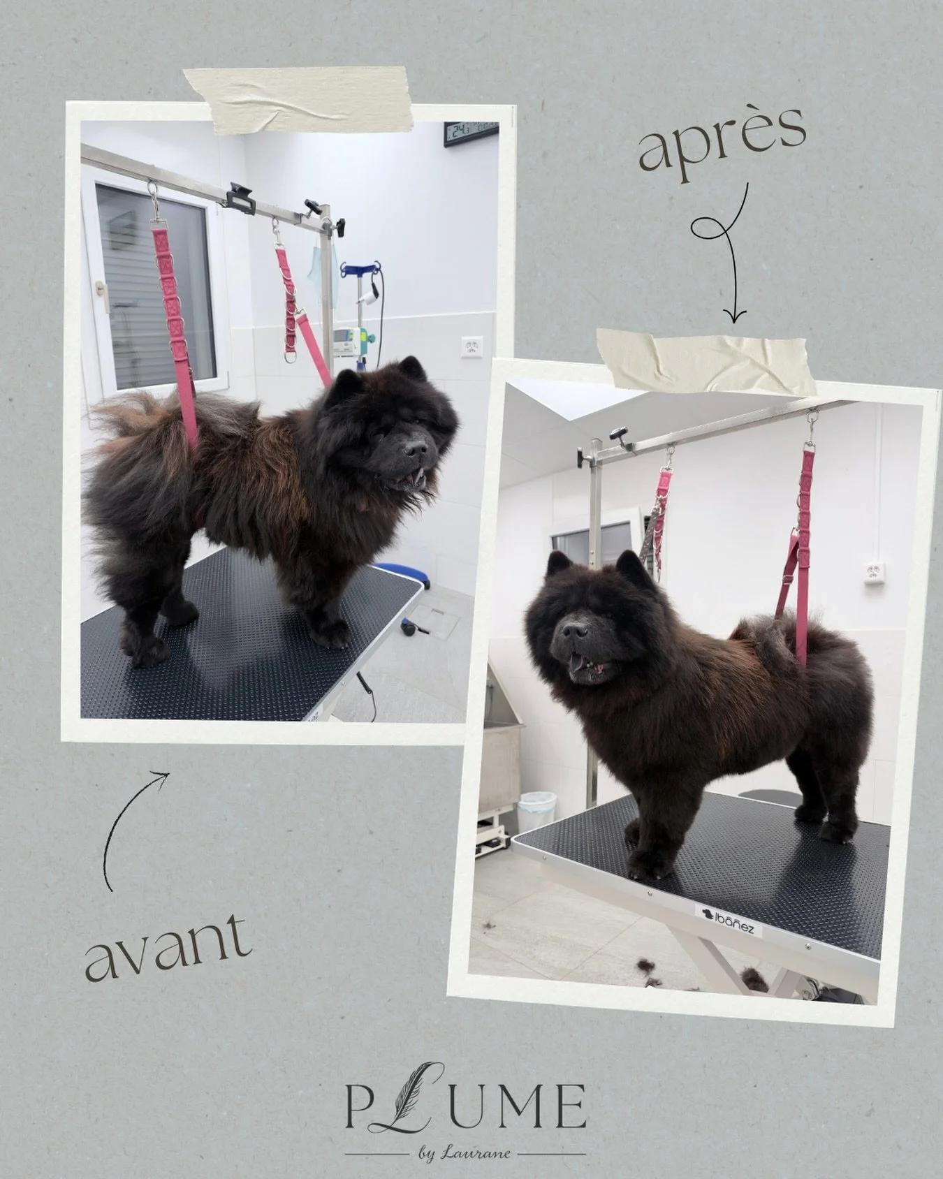🐻&zwj;❄️✨ Myla, la belle Chow-Chow ! ✨

Un bon bain, un bon brossage et beaucoup de douceur pour r&eacute;v&eacute;ler toute la beaut&eacute; de Myla 🐾🤎

Avec son magnifique pelage dense et son allure de petit ourson, cette jolie demoiselle a prof