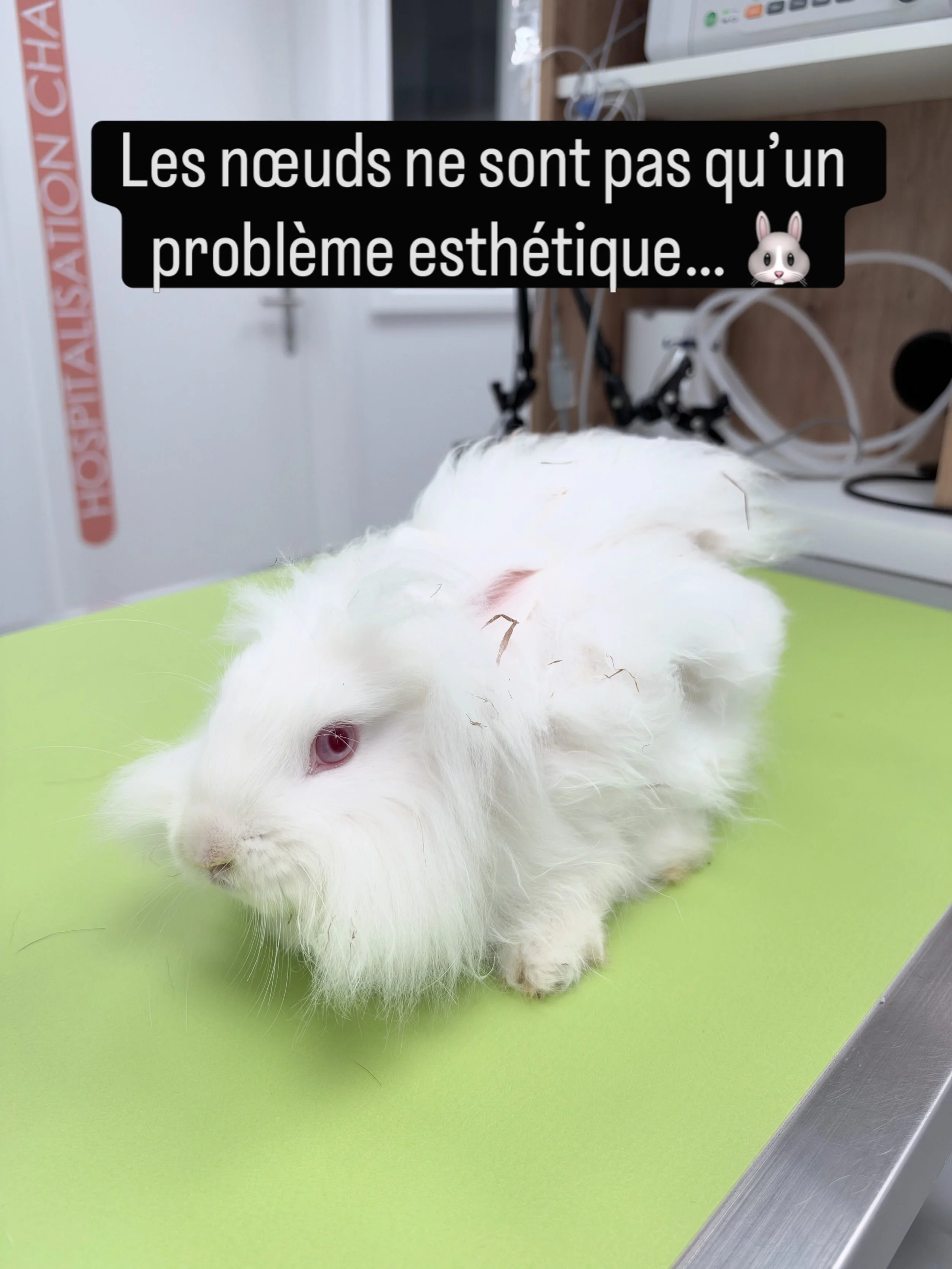 🐰🤍 LES LAPINS &Agrave; POILS LONGS : ATTENTION AUX N&OElig;UDS !

Aujourd&rsquo;hui, j&rsquo;ai accueilli ce joli lapin au salon. Malheureusement, son pelage &eacute;tait tellement emm&ecirc;l&eacute; et feutr&eacute; qu&rsquo;il n&rsquo;&eacute;ta