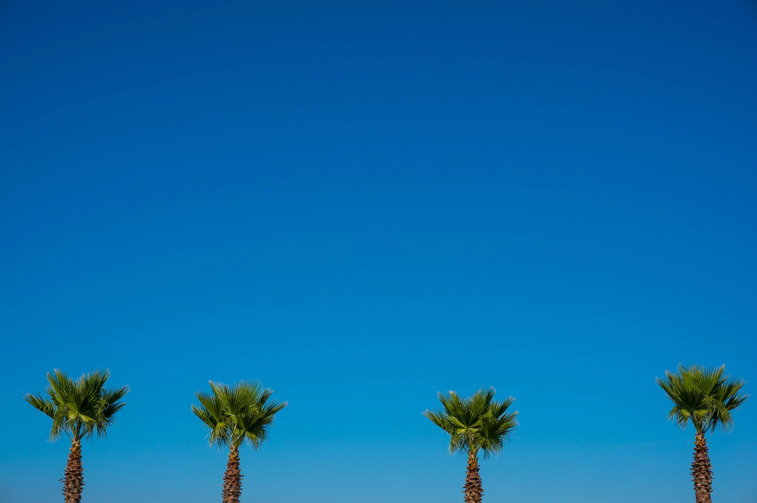 Four palm trees under clear blue sky — color and light photography by Kimberly Poppe, present-moment perception, American abstract photographer based in Spain