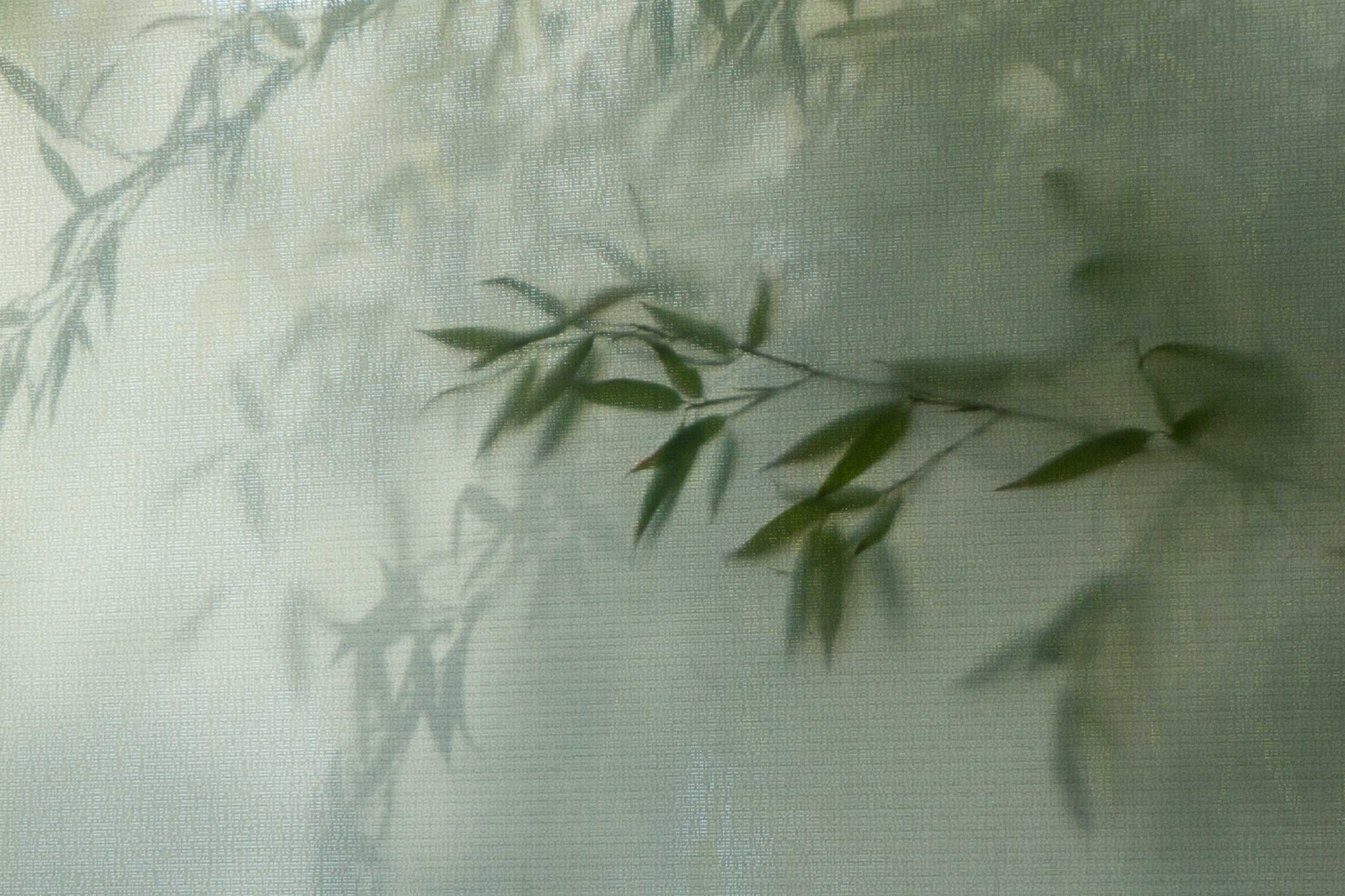 Green leaves and sheer fabric curtain — contemplative photography by Kimberly Poppe, finding the extraordinary in the ordinary, represented by ZOZI Gallery