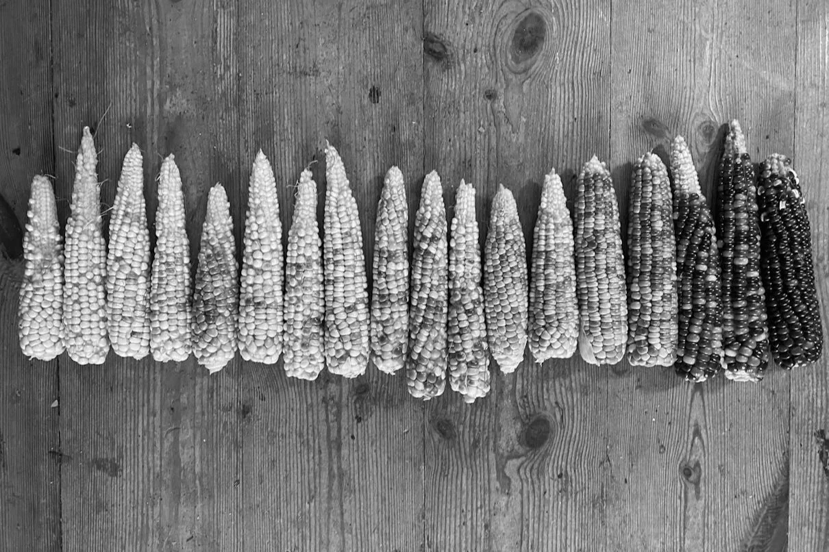FR#291 Guts &amp; Gluts: a harvest gathering 