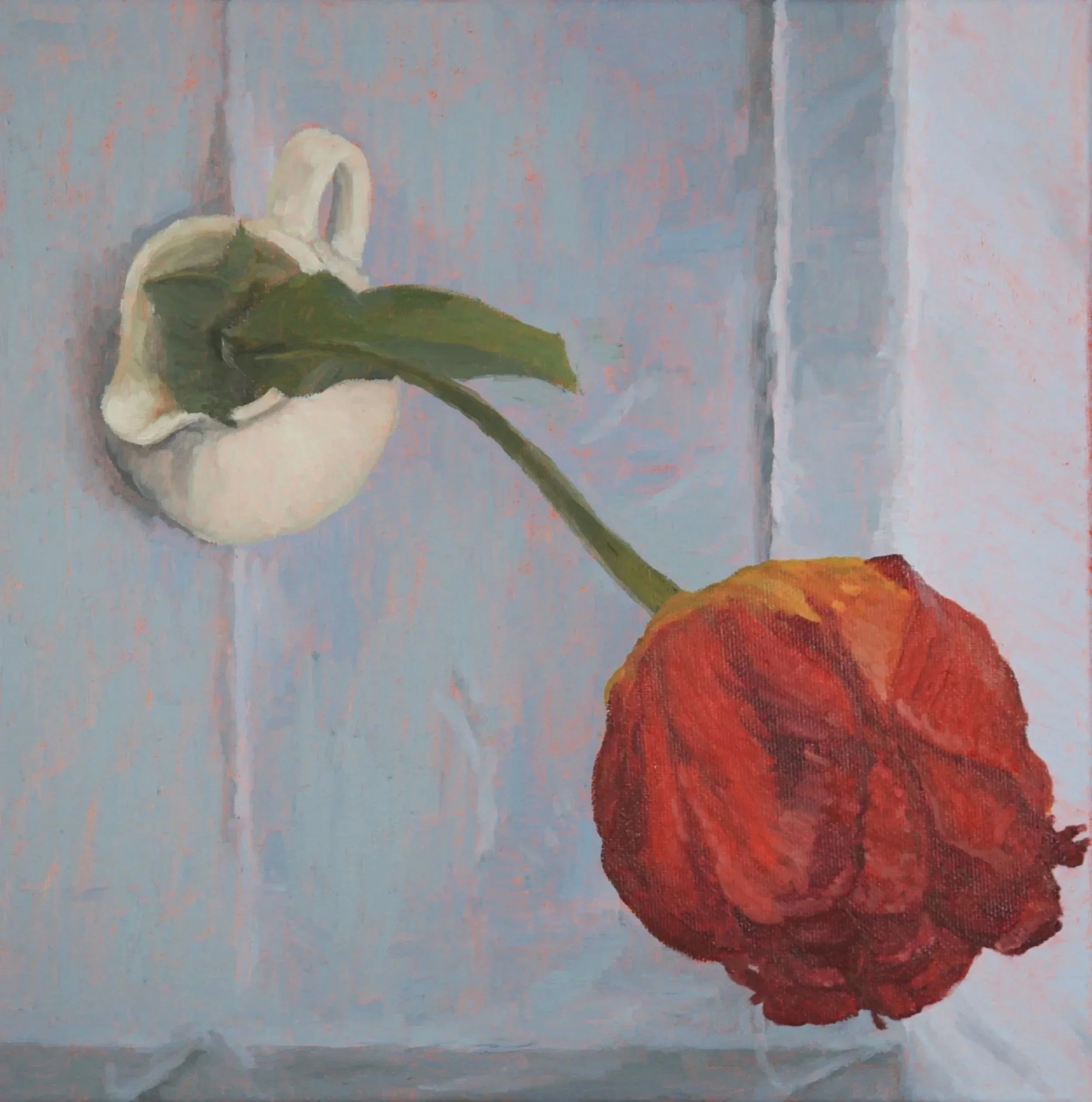 Close-up of a single stem of a red tulip flower with green leaves in the bottom right, set against a background of vertical sky blue and gray tablecloth surface shown from a bird's eye view - from above.