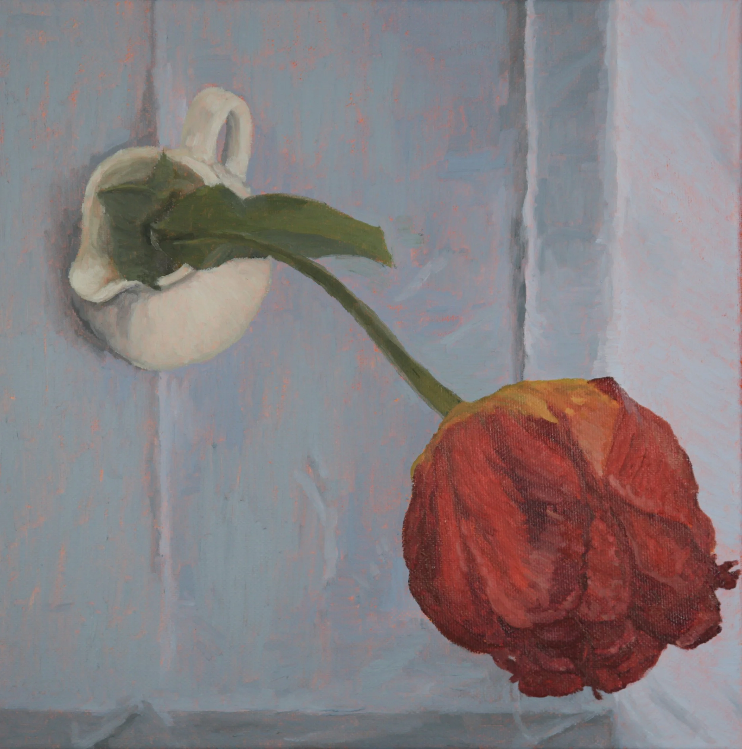 Close-up of a single stem of a red tulip flower with green leaves in the bottom right, set against a background of vertical sky blue and gray tablecloth surface shown from a bird's eye view - from above.