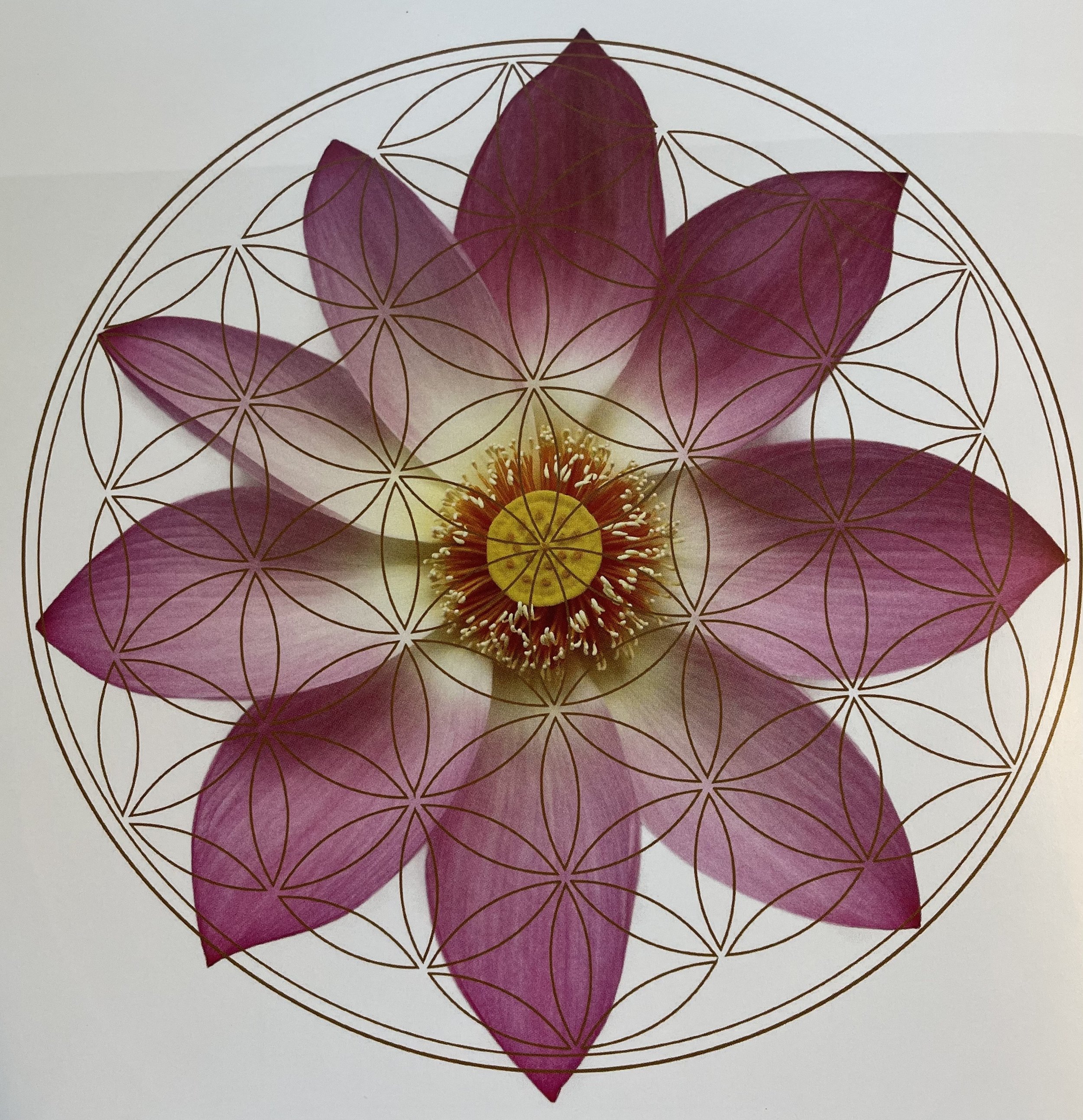 lotus helig geometri.jpeg