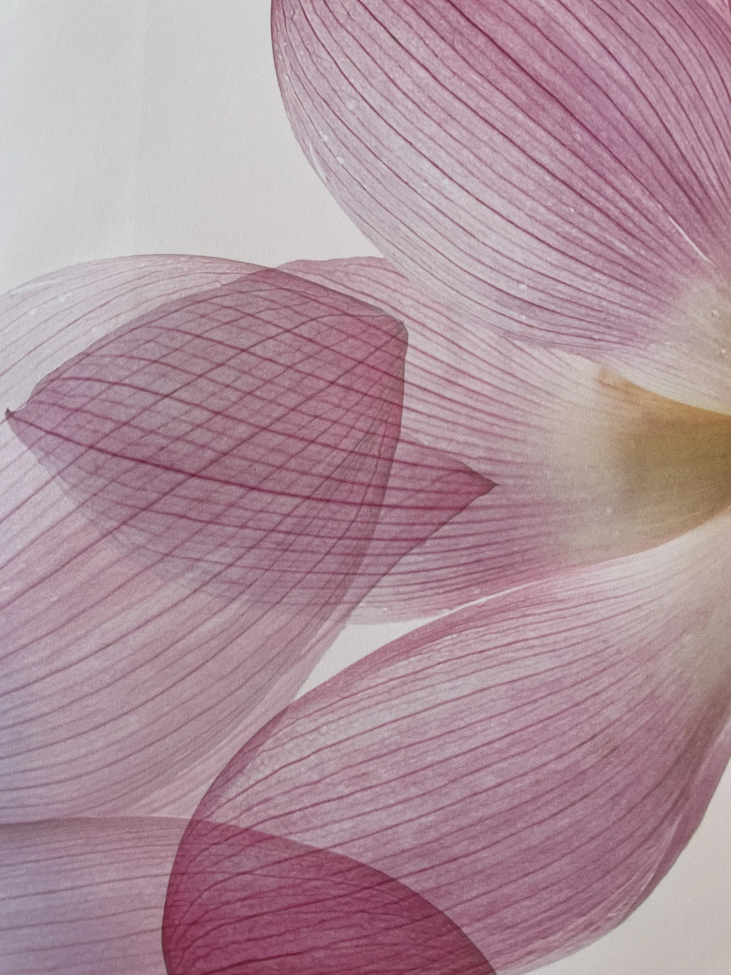 Lotus blad närbild.jpg