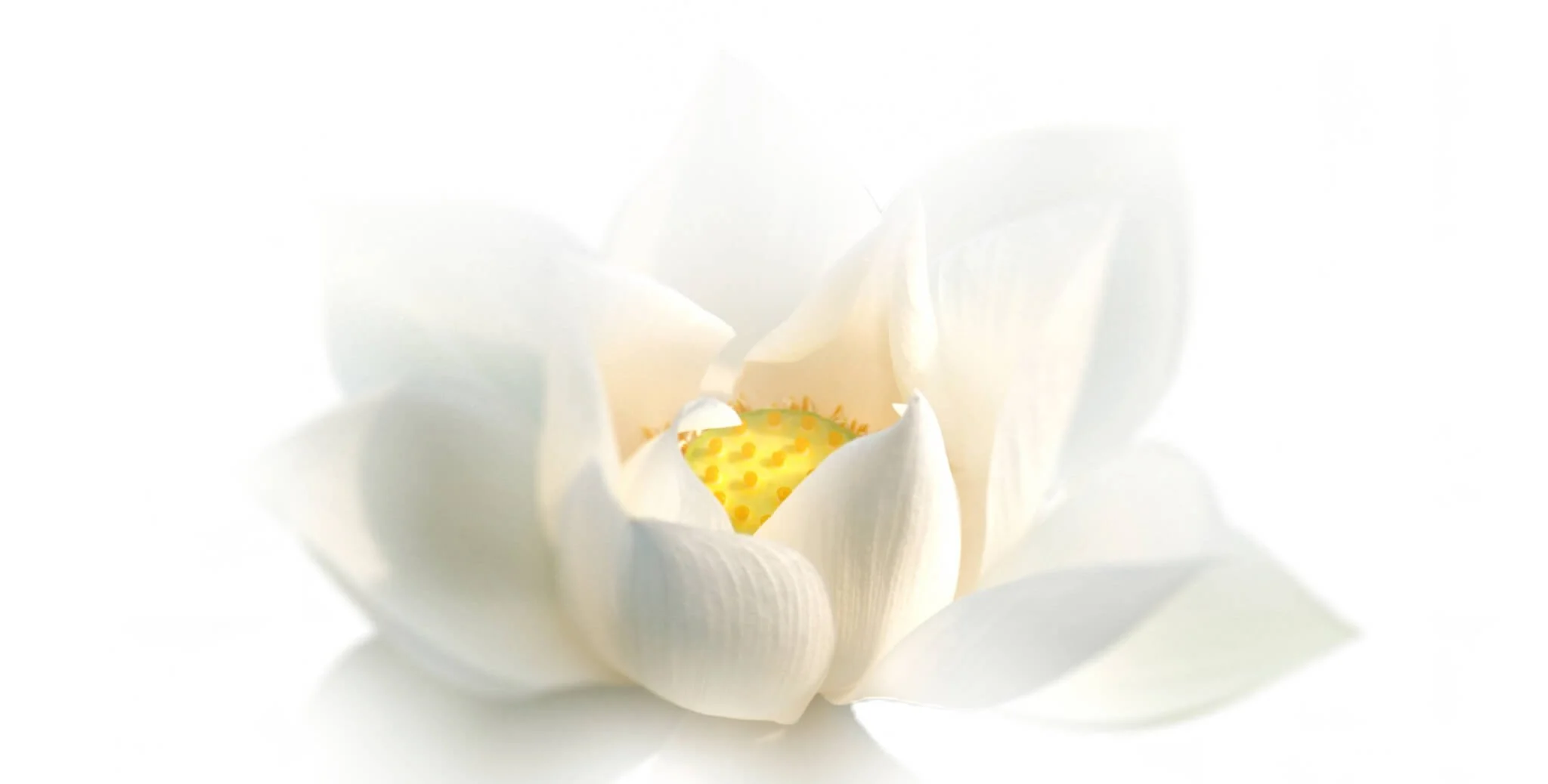 Vit lotus.jpg