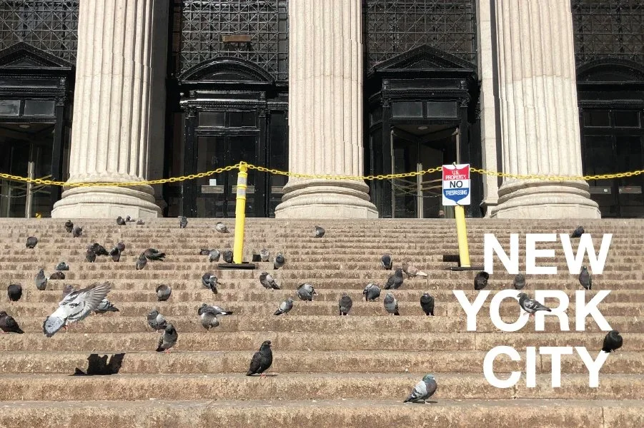 Pigeons at the Post Office Postcard