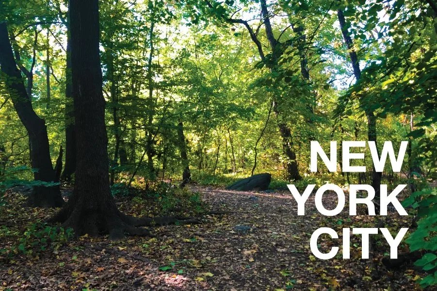 Central Park Forest Postcard