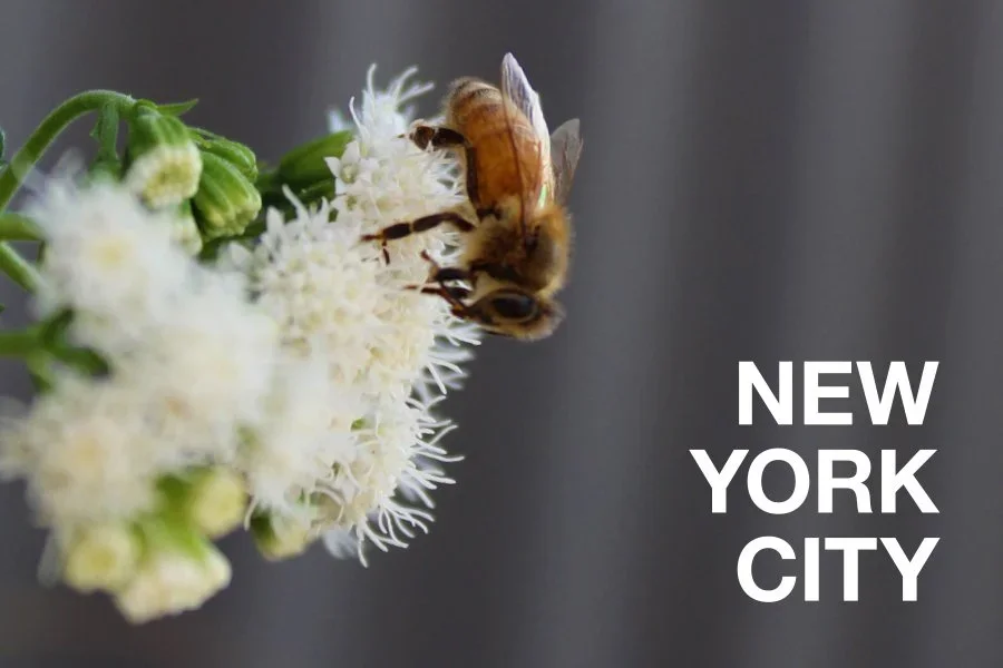 Queens Bee Postcard