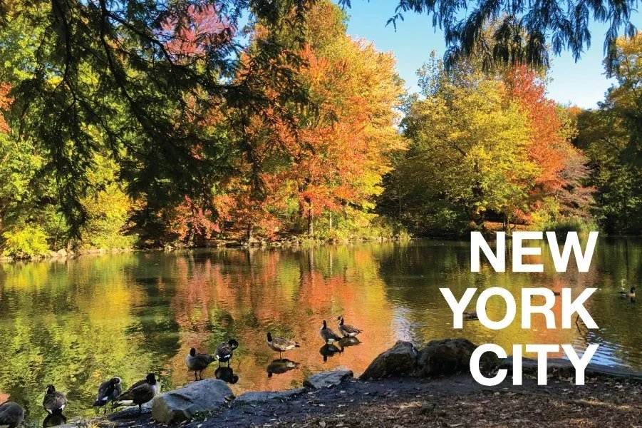 Central Park Pond Postcard