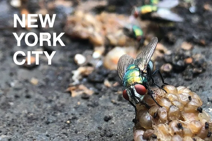 Fly On a Berry Postcard
