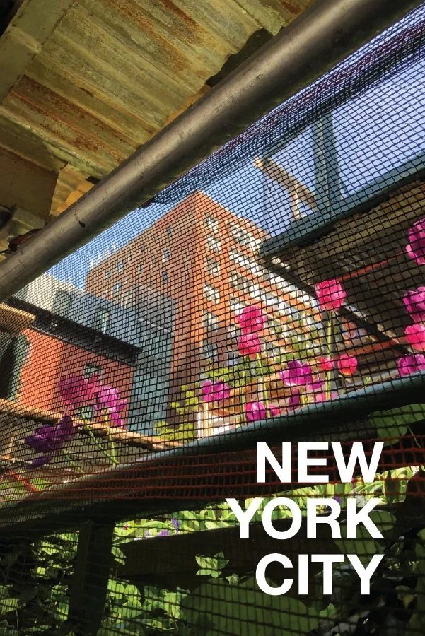 Tulips in Murray Hill Postcard