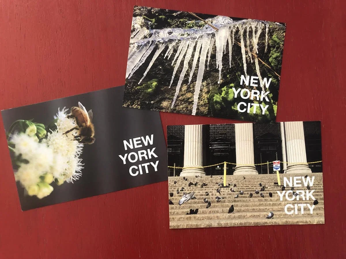 Wild in NYC Postcard 3-pack