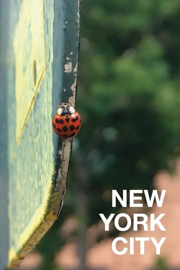 Ladybug on a Street Sign Postcard