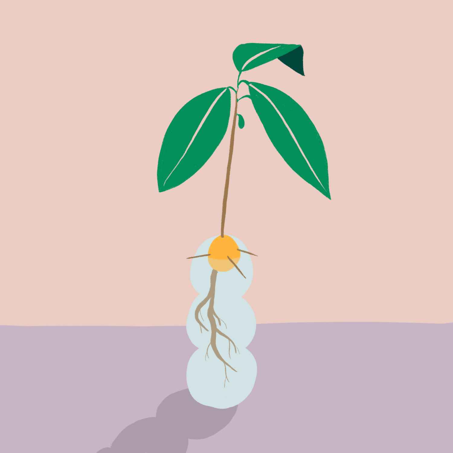 avocado.png.webp