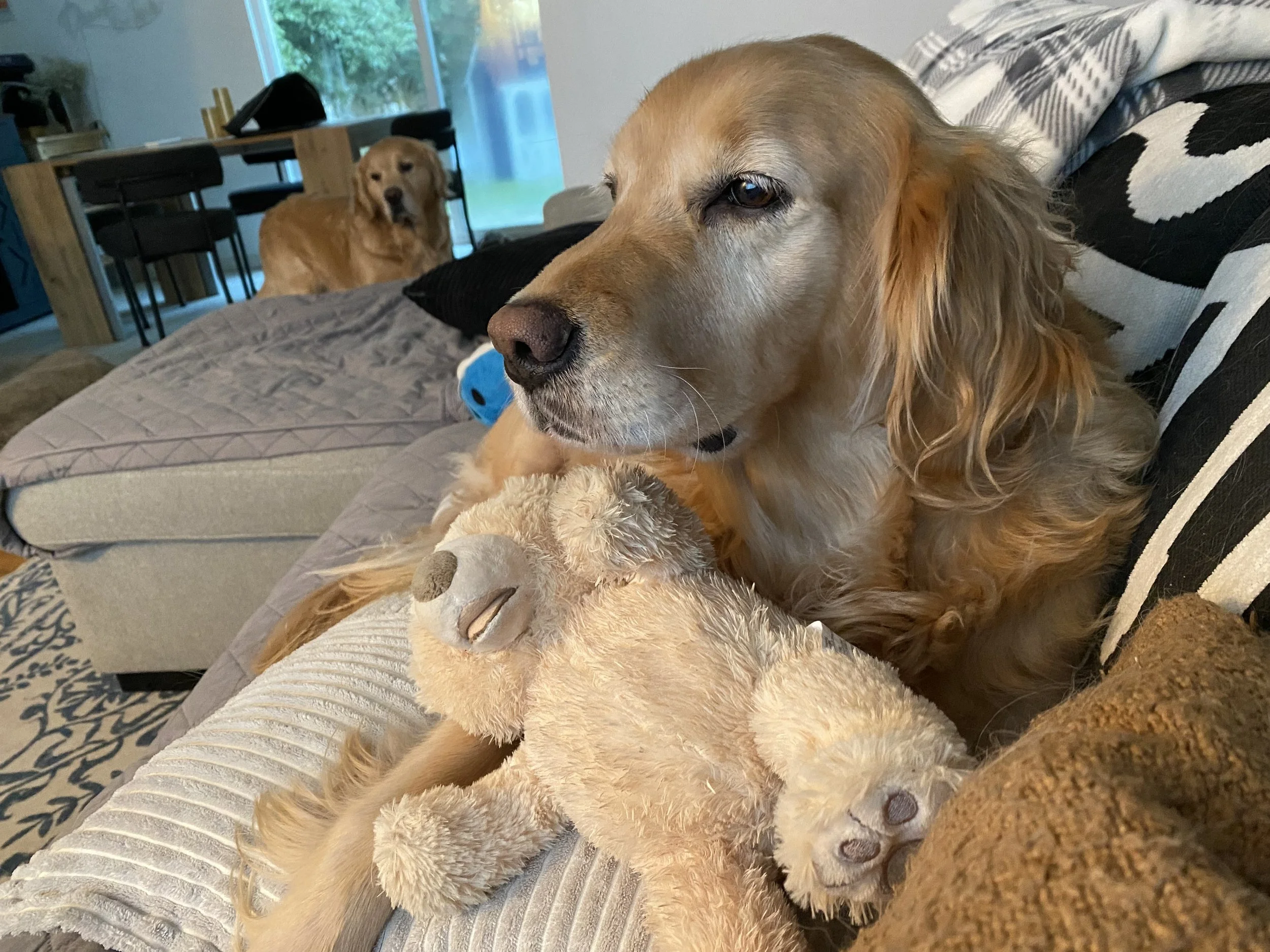 Pet Sitting