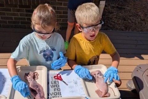 Two children wearing safety goggles and blue gloves examining raw chicken on trays outdoors.