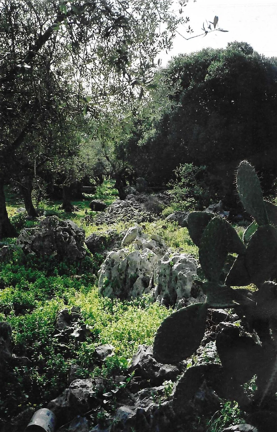 A rocky desert landscape with cacti, trees, bushes, and rocks, illuminated by sunlight.