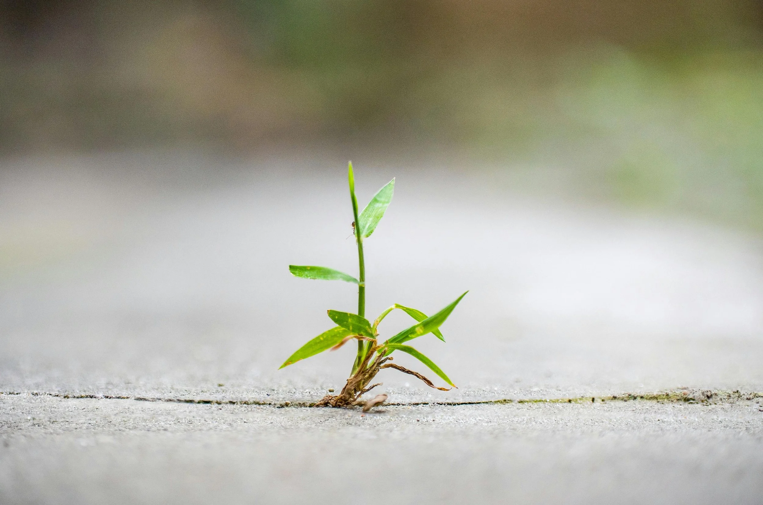 Small green plant growing from a cracked concrete surface.