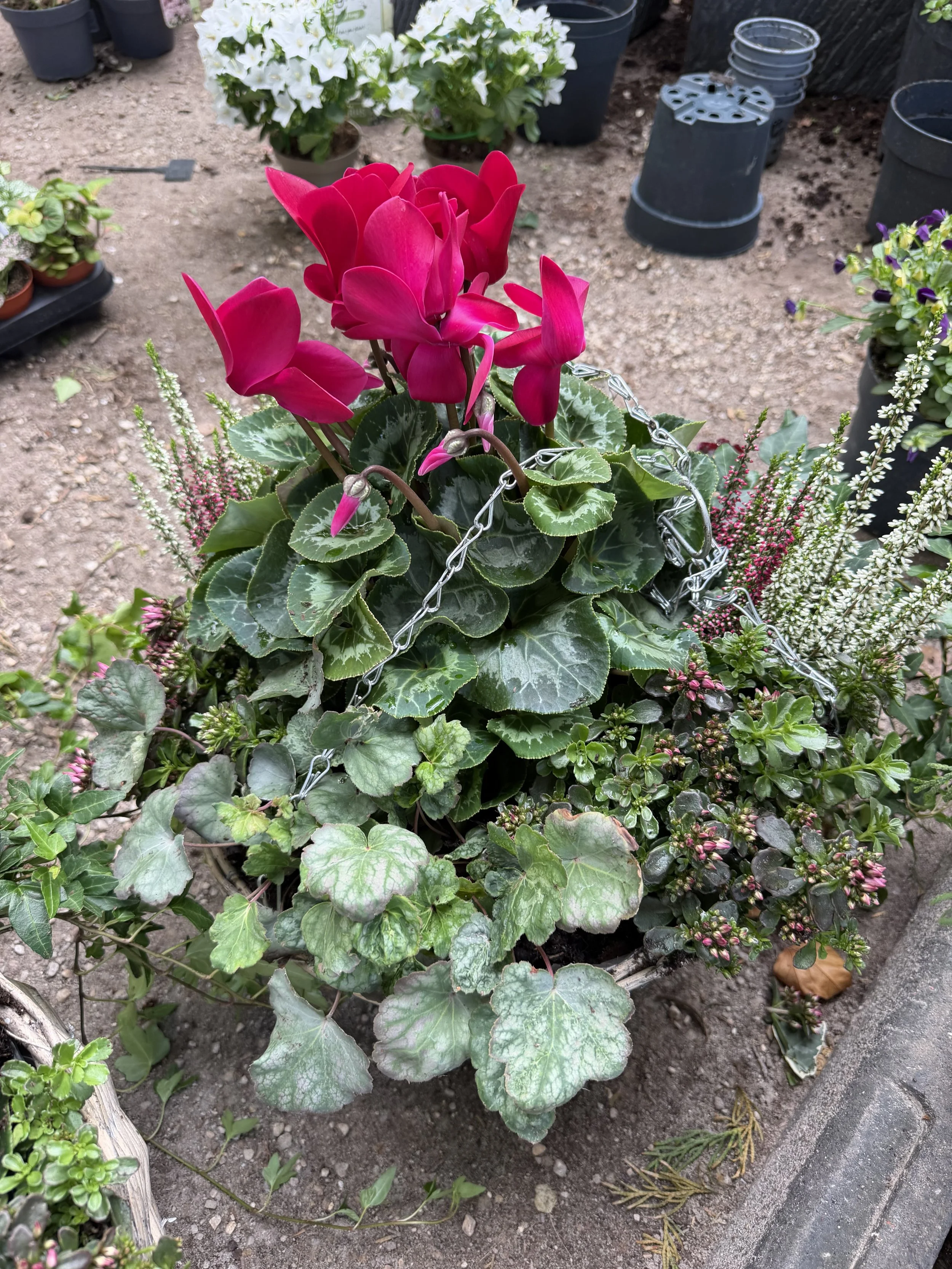 Pink cyclamen flowers and variegated ivy in a garden bed with other potted plants and gardening supplies in the background.