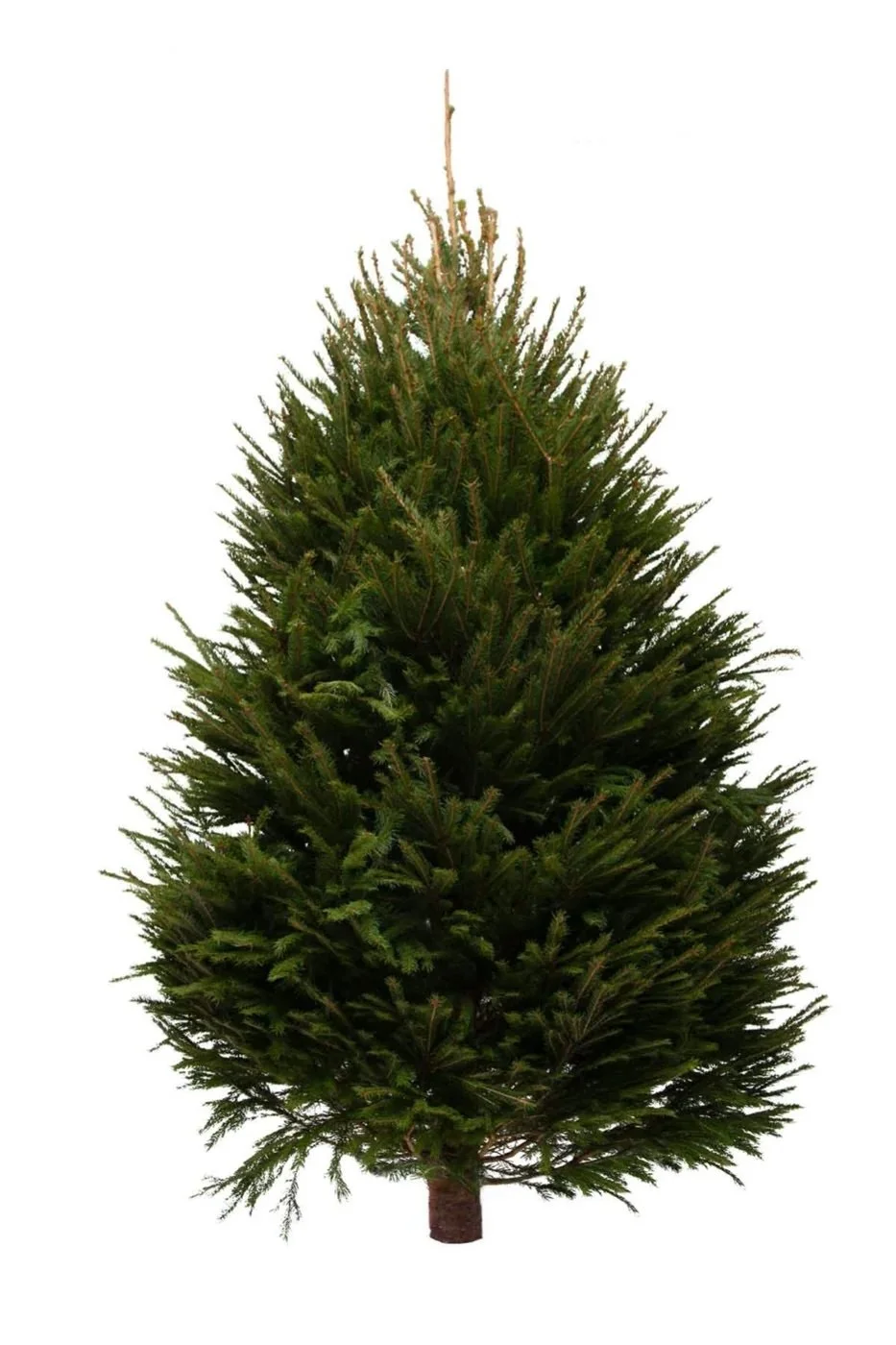 7ft-norway.jpg (Copy) (Copy)