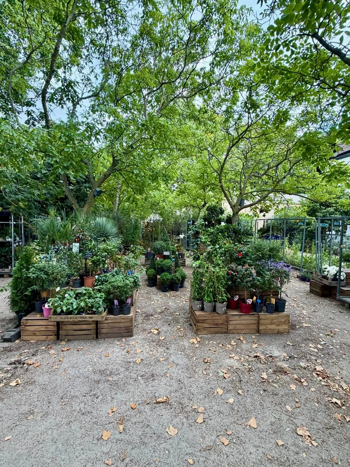 A lush garden nursery with trees and various potted plants arranged on wooden benches and platforms, surrounded by a gravel pathway and green foliage overhead.