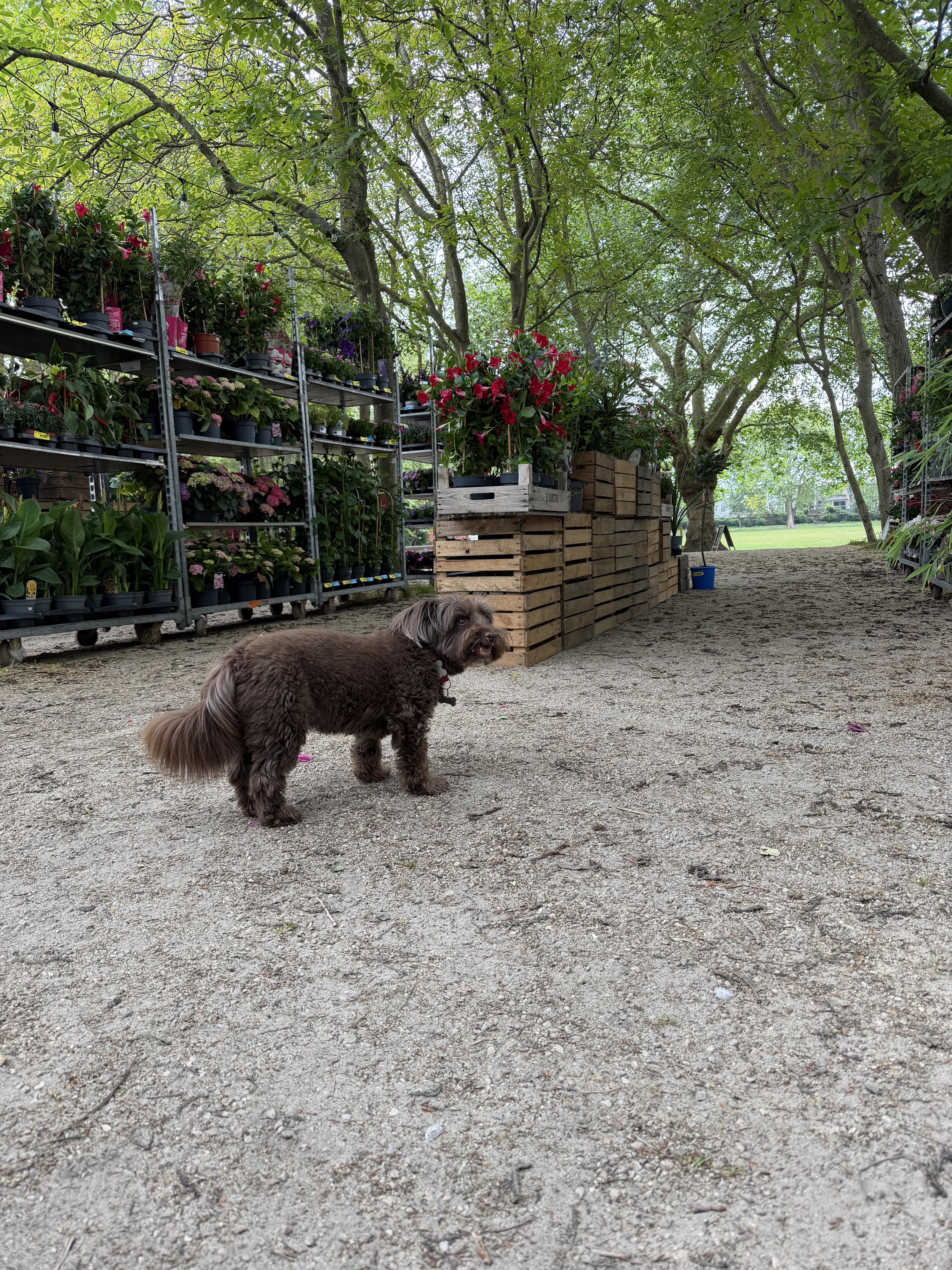 A brown dog with long fur and a red collar standing on a dirt path in a garden or nursery. Shelves filled with potted plants, flowers, and wooden crates are on the left side. Tall green trees and a grassy field are in the background under a partially cloudy sky.