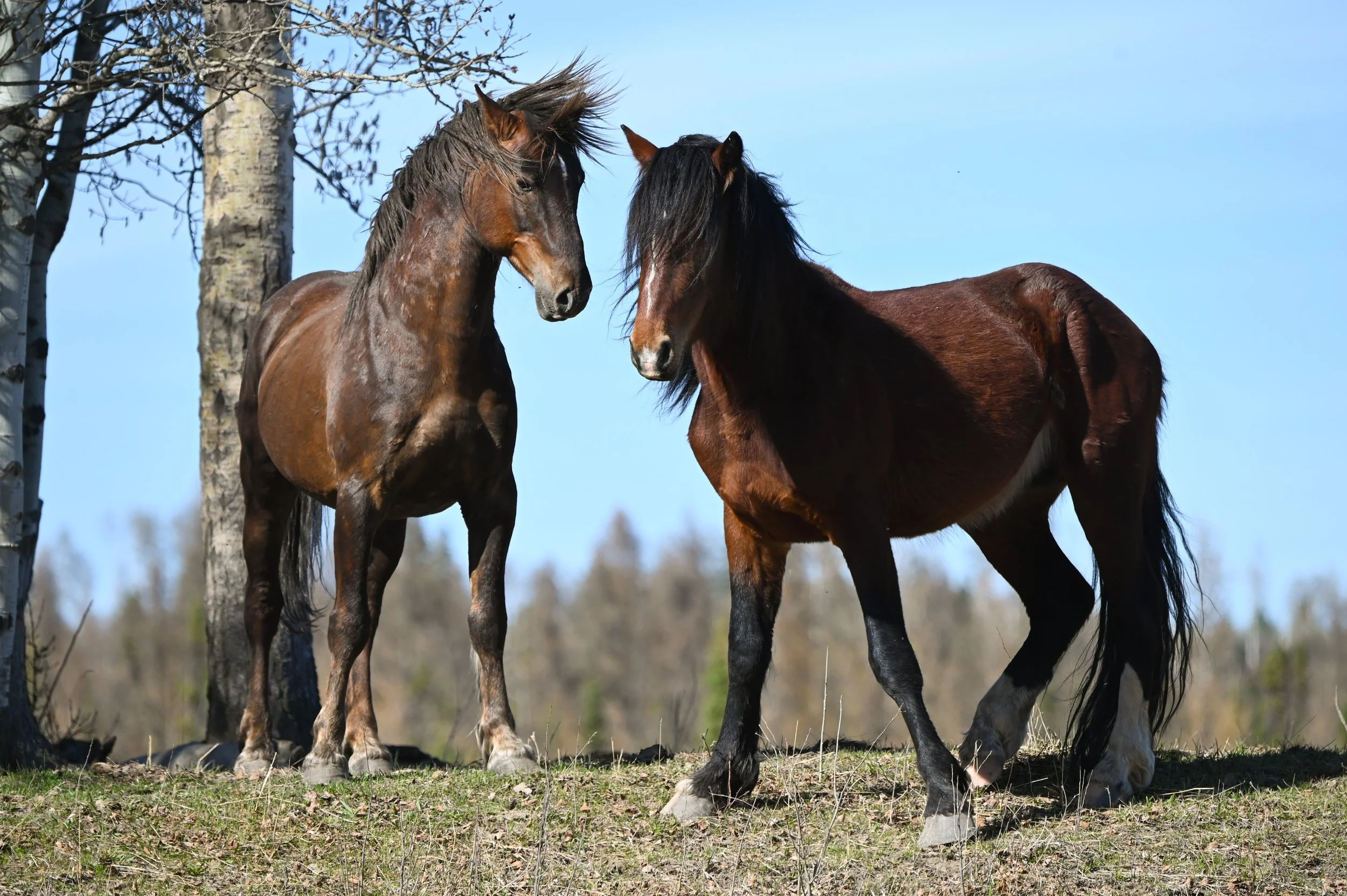 Two stallions.jpg