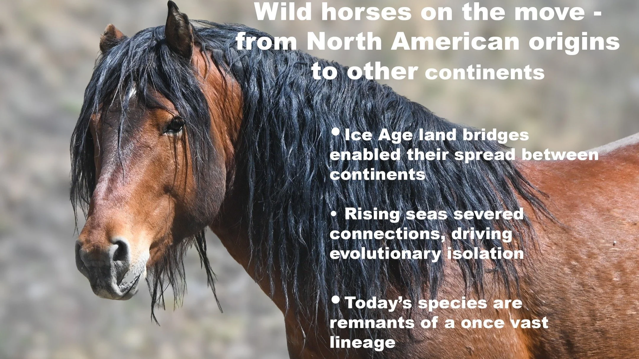 Part 2: Wild horses on the move

Wild horses did not stay confined to North America, where they evolved. Over time, they spread across the globe.

During the last Ice Age, lower sea levels exposed the Bering Land Bridge, a land connection between Nor