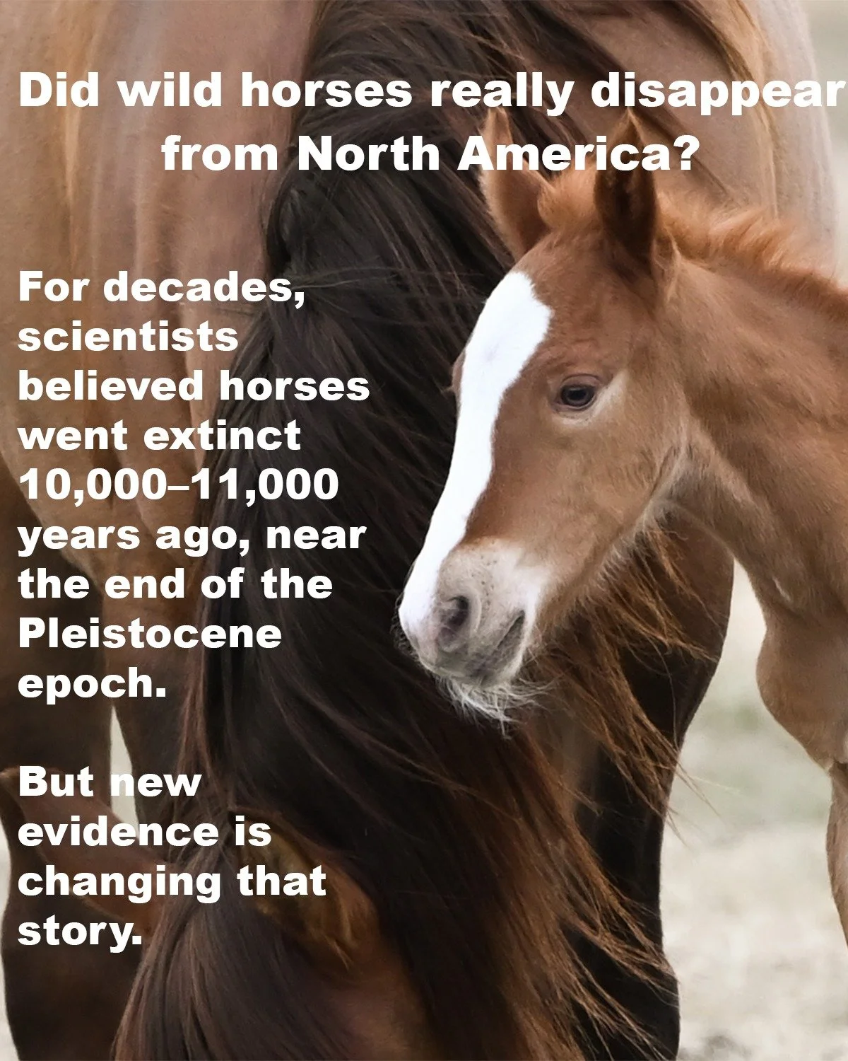 Part 1: Where Horses Began

Let's back up to the beginning again. 
Horses first evolved in North America around 55 million years ago during the Eocene epoch. One of their earliest known ancestors was Eohippus (also called Hyracotherium), a small, for