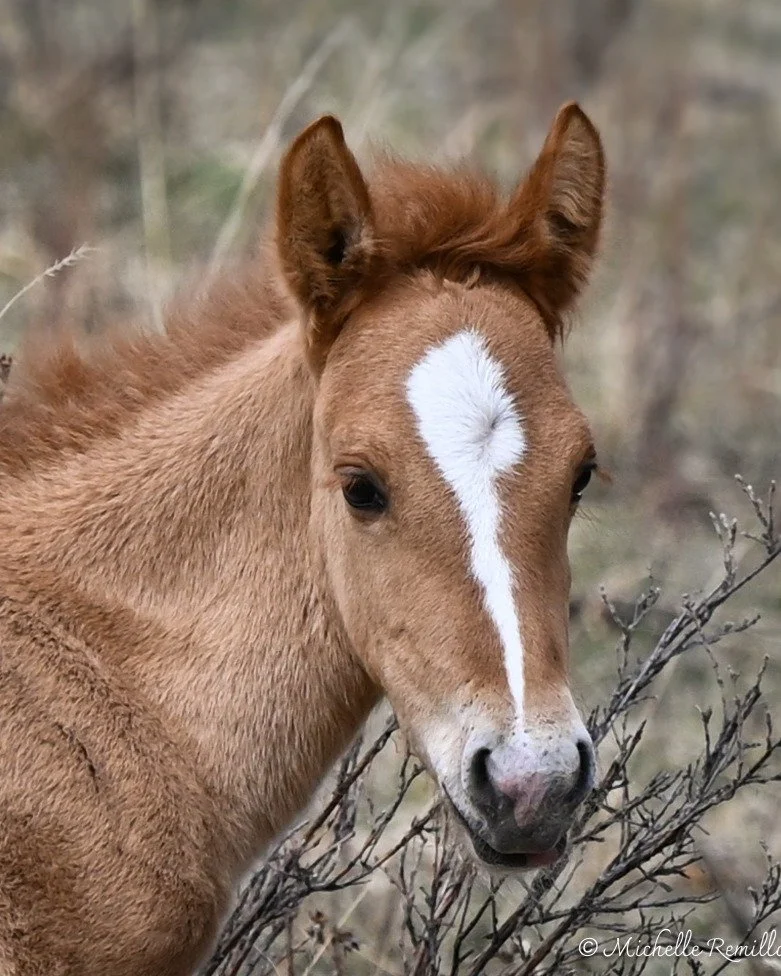 Here we go! Alberta Mountain Horses are coming together for this year's foaling season. The babies are arriving! 

New-born wild foals are now being spotted in Alberta, west of Sundre, so Albertans and tourists are being advised to please use caution
