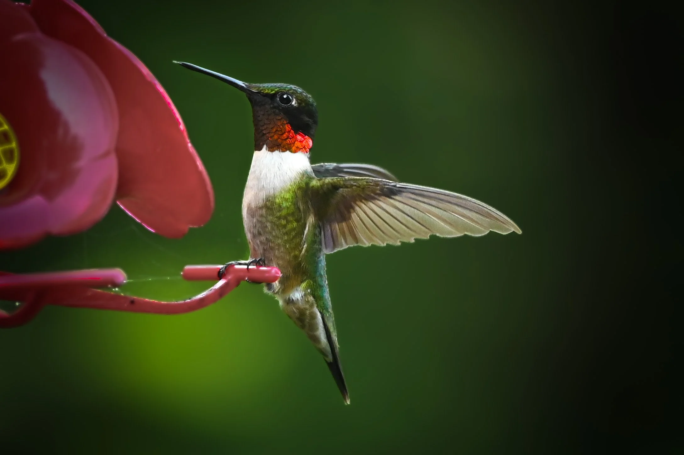 hummingbird at feeder.jpg