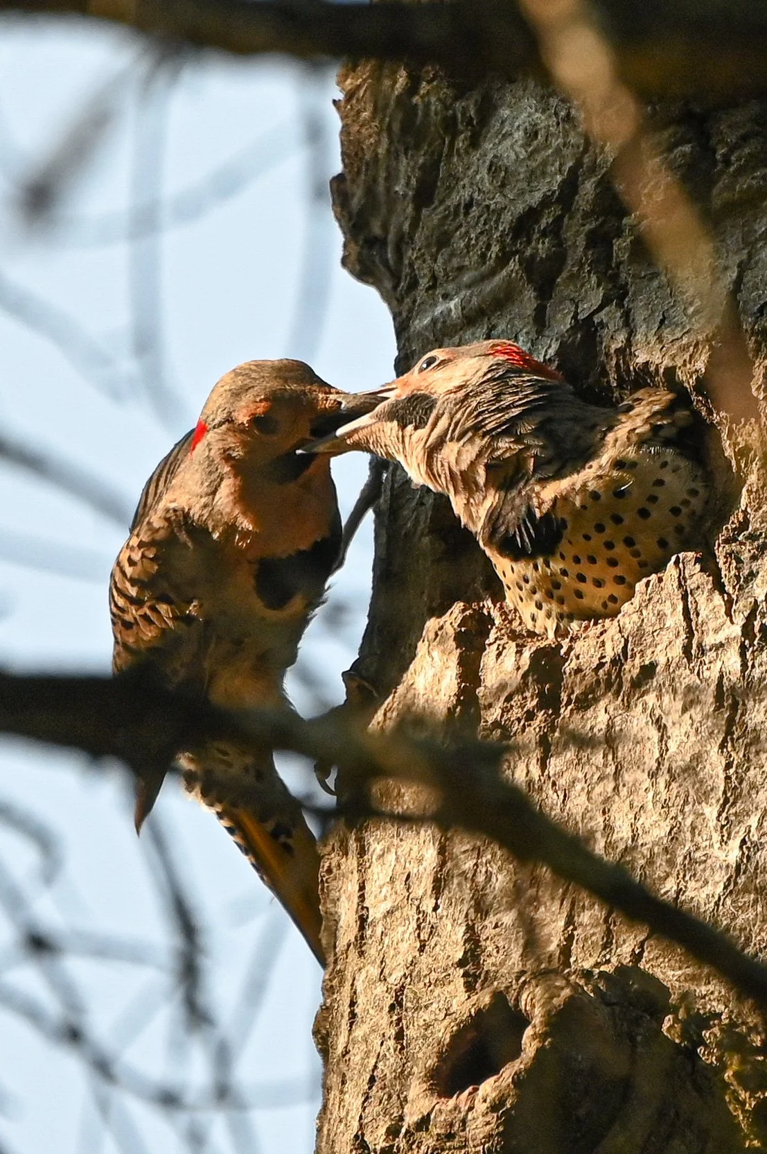 Northern flicker and chick.jpg