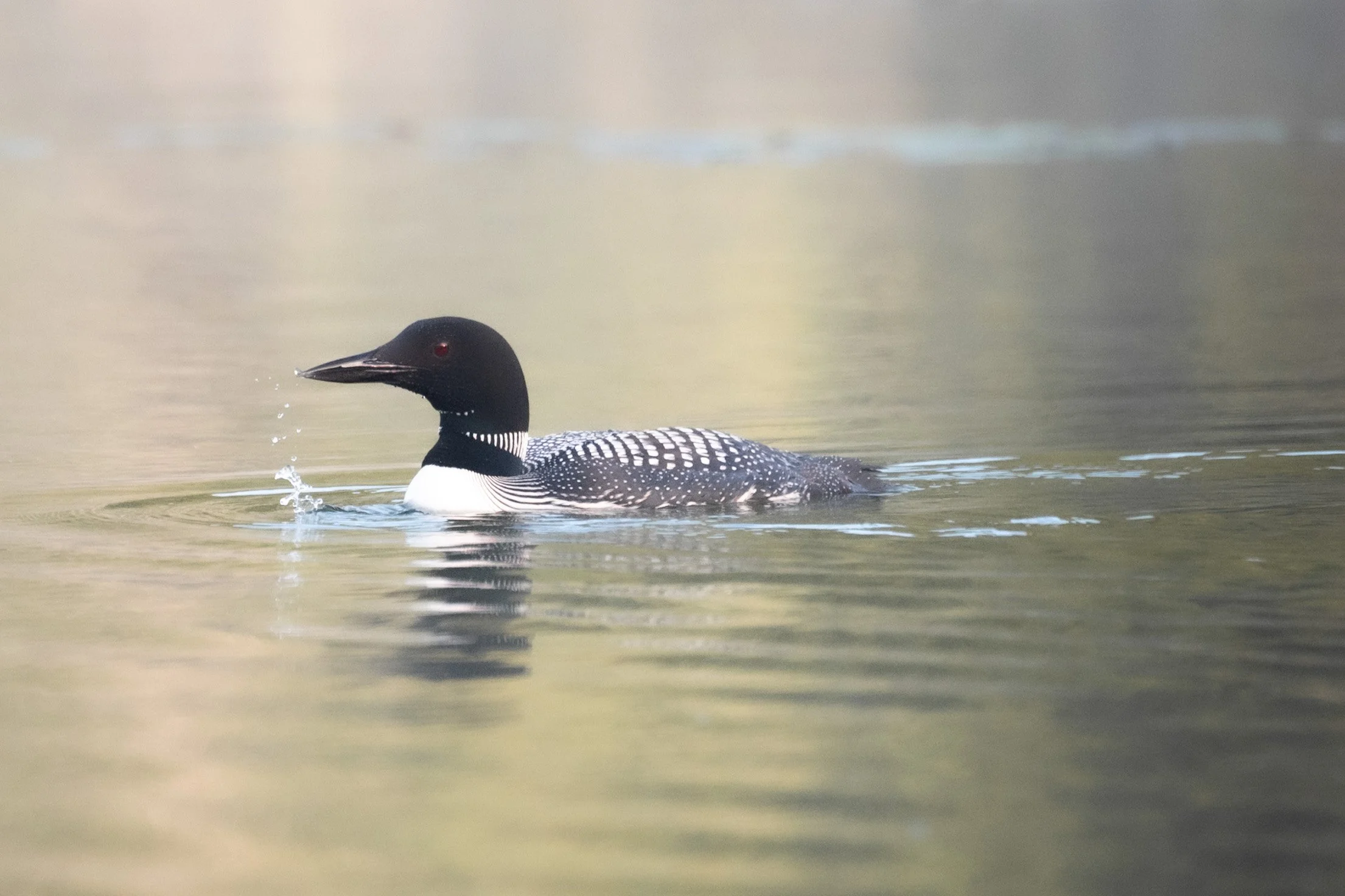 Common loon.jpg