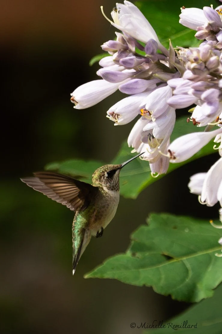 hummingbird in the hostas.jpg