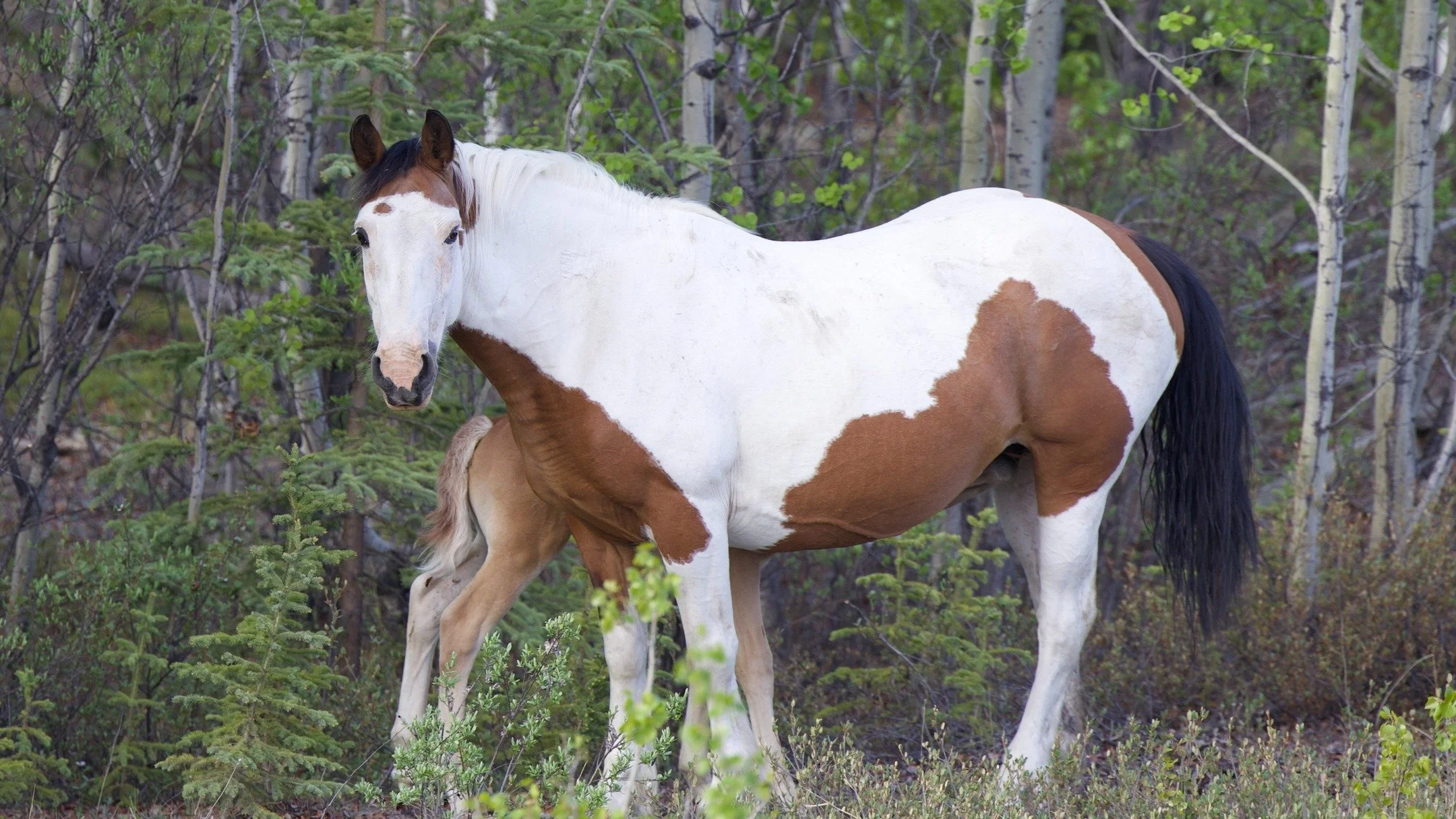 No one is certain how or when the Yukon wild horse population first appeared. They may date back as early as the Klondike Gold Rush days when horses first came to the territory or possibly later in the 1980s or 1990s when outfitter horses were releas