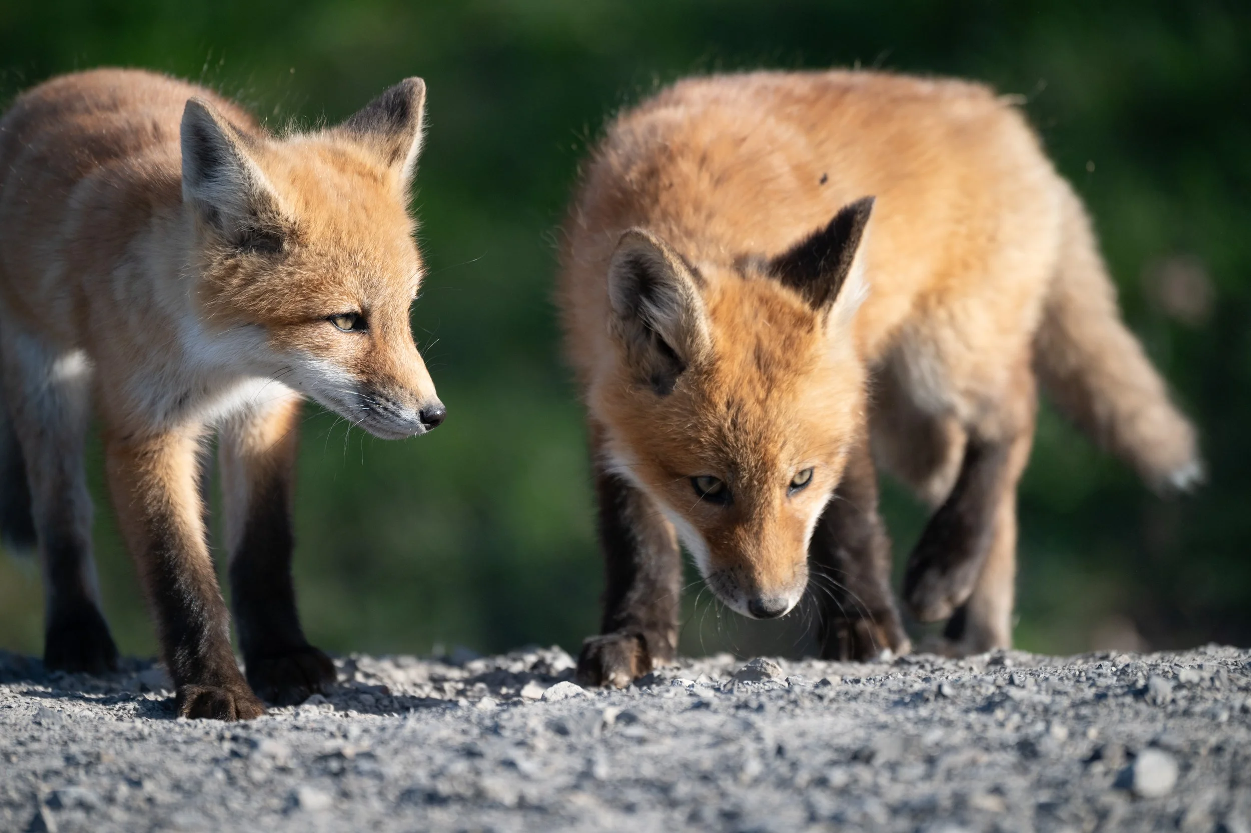 fox kits pair2.jpg