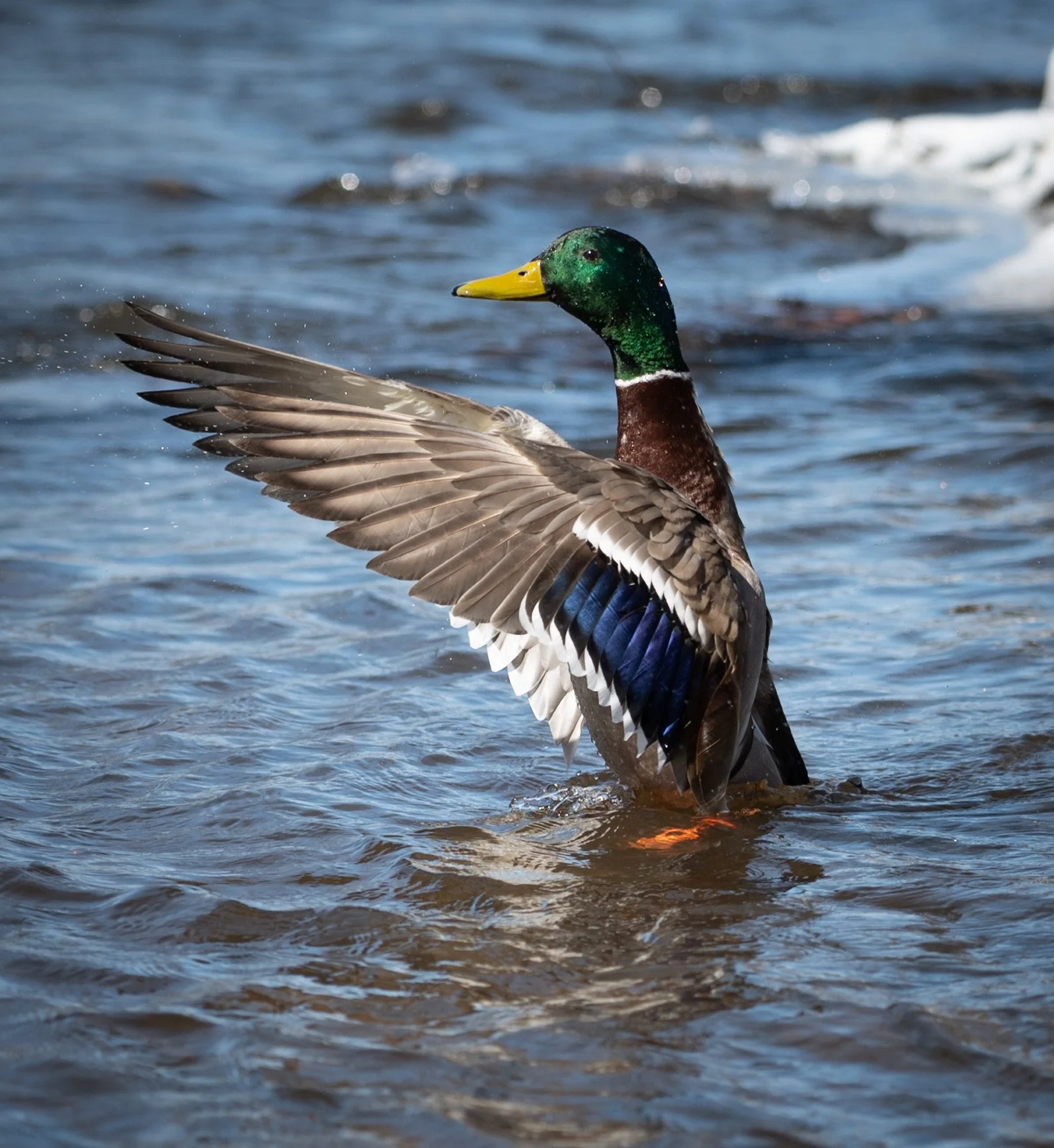 mallard m fanning.jpg