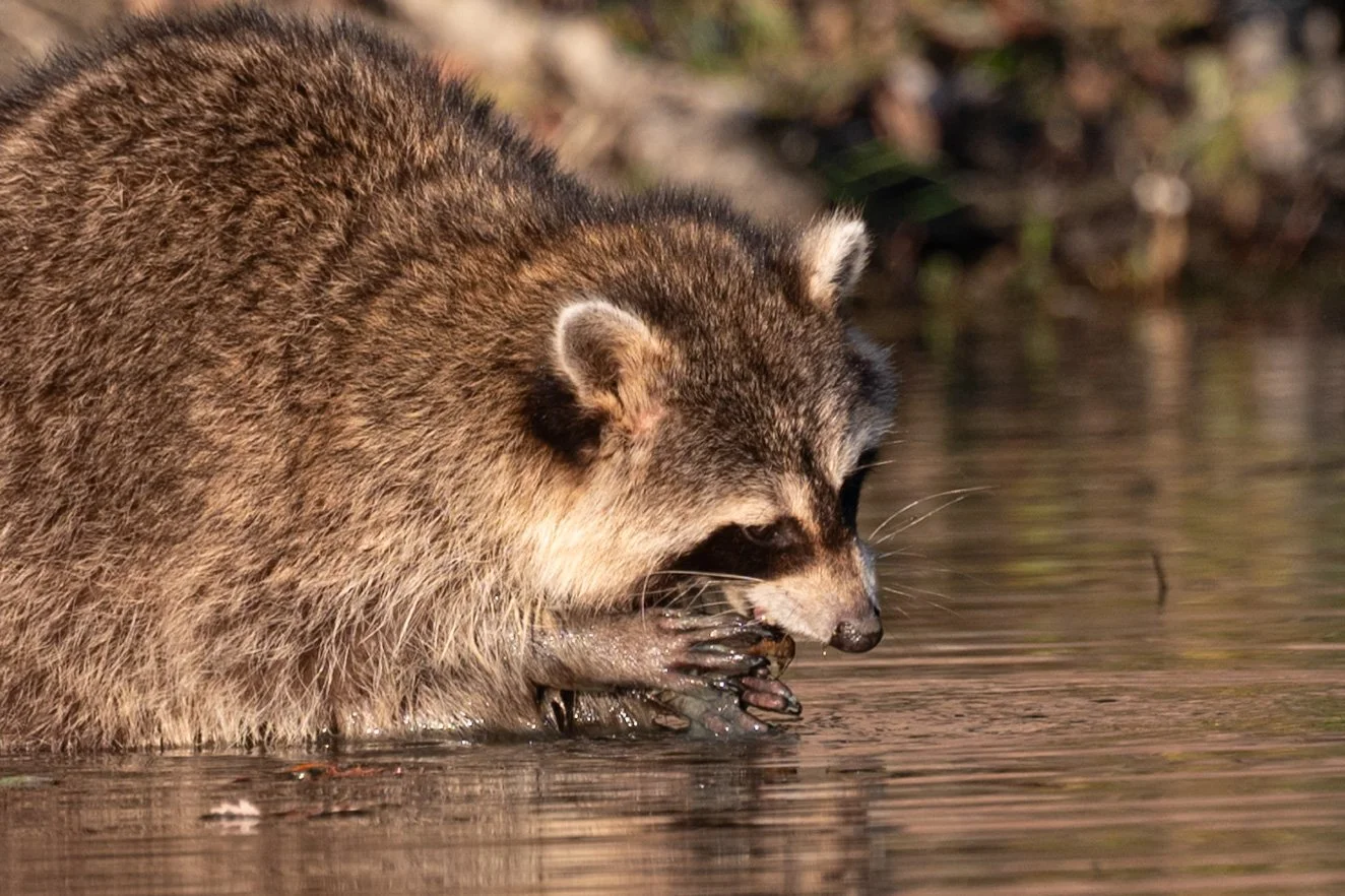 racoon feeding in river.jpg