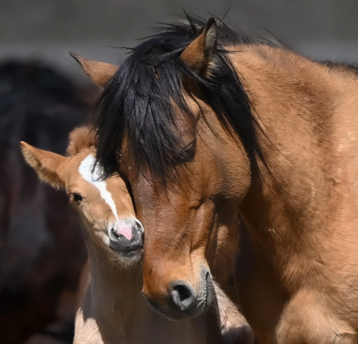 mom and foal nuzzle.jpg