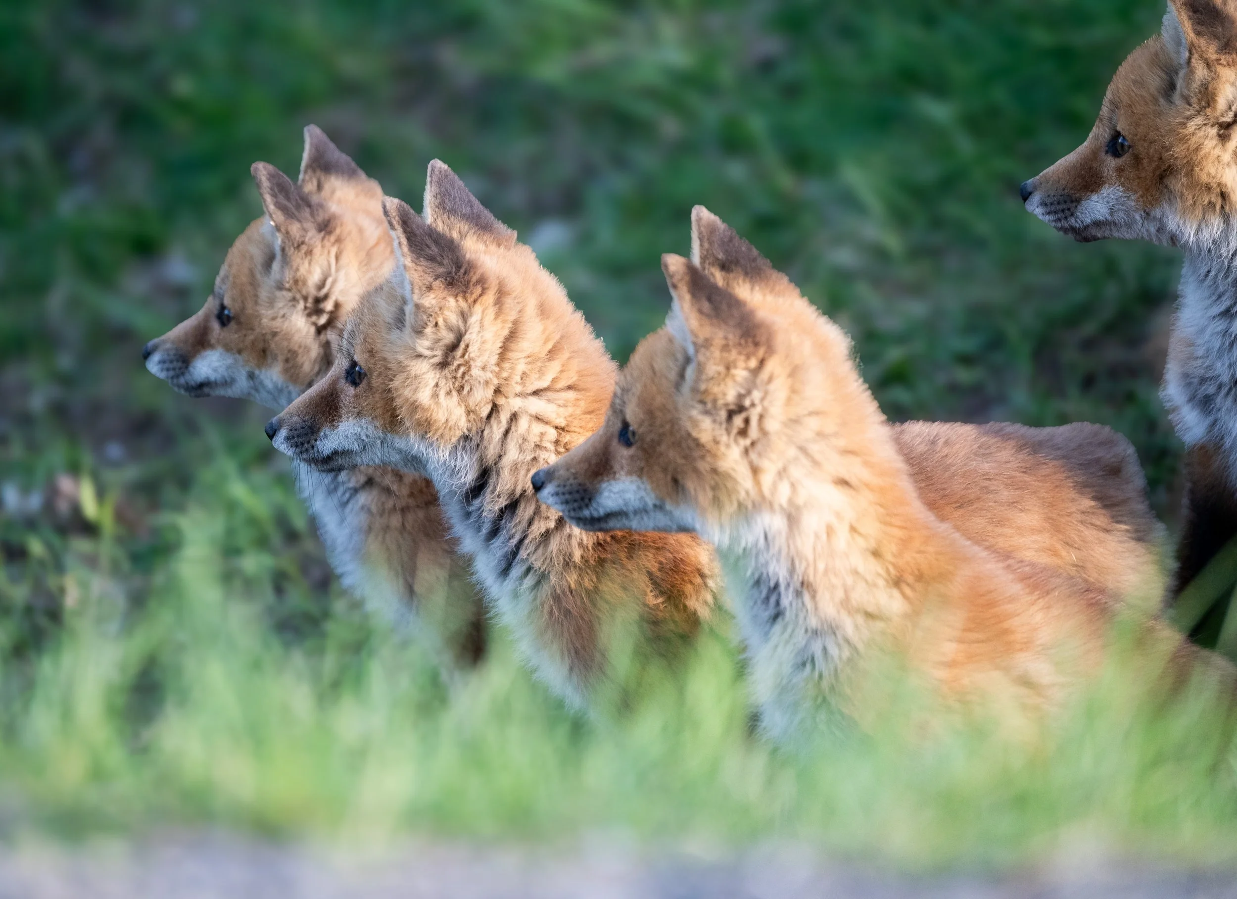 fox kits quad.jpg