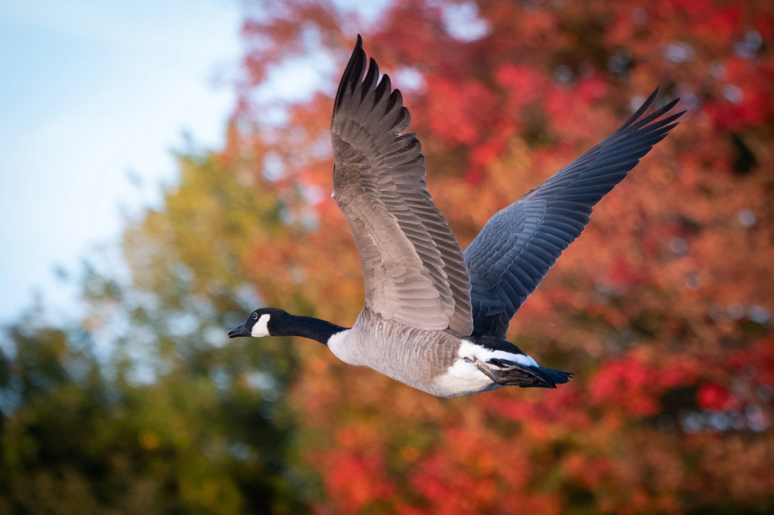 canada goose against red foliage.jpg